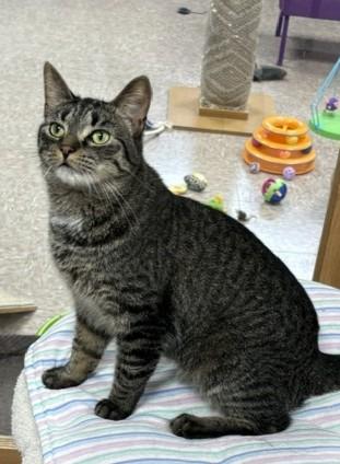Enlarge Lexi, a Adoptable Domestic Short Hair in Grand Rapids, MI image 2/5
