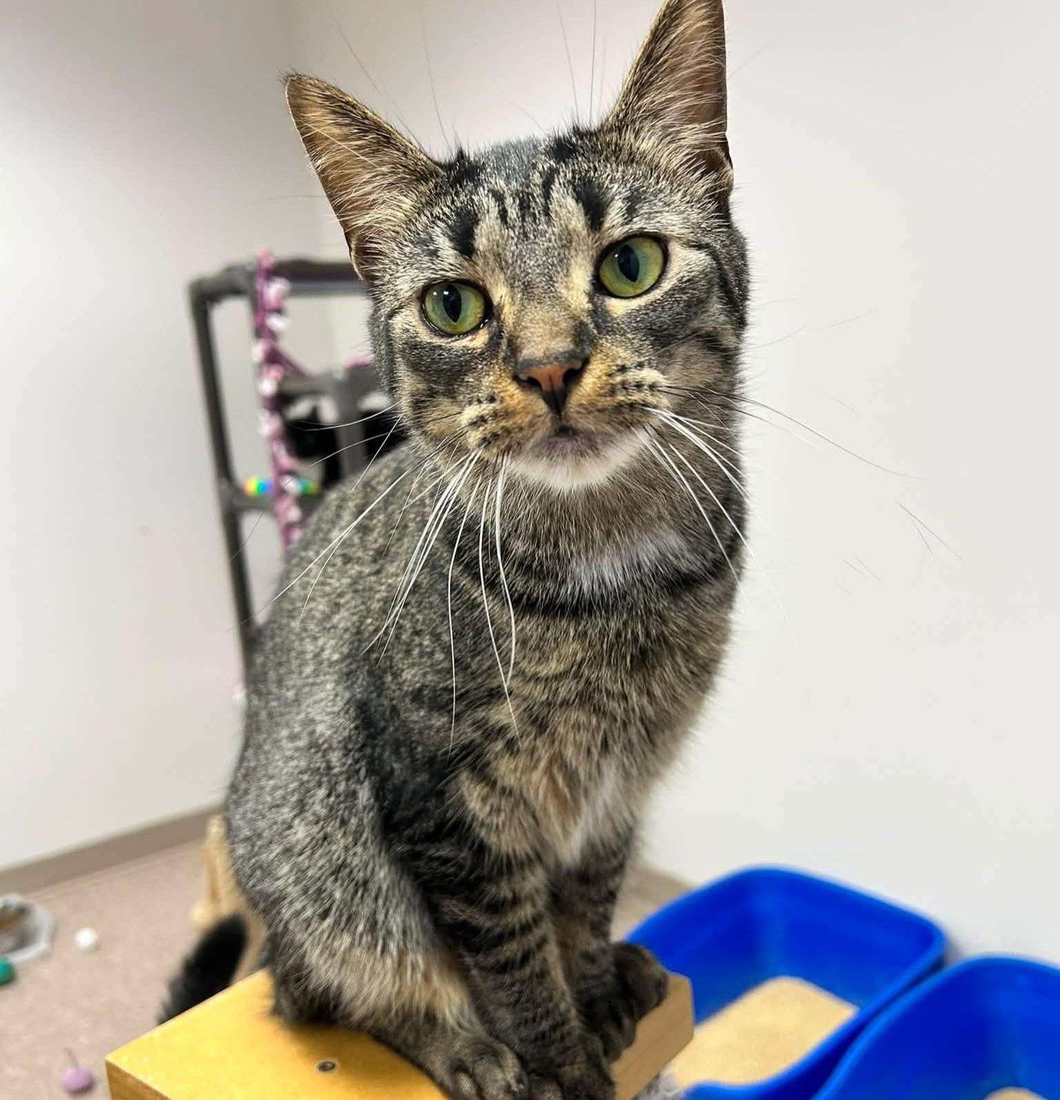 Enlarge Lexi, a Adoptable Domestic Short Hair in Grand Rapids, MI image 5/5