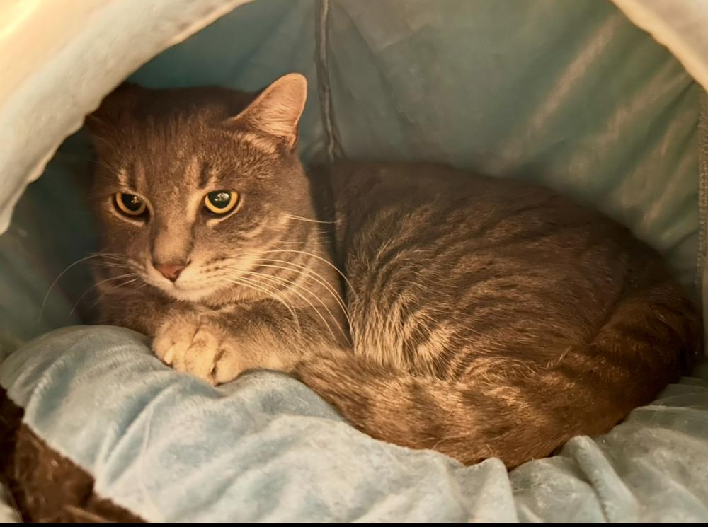 Tommy, Adoptable, Adult Male Tabby.