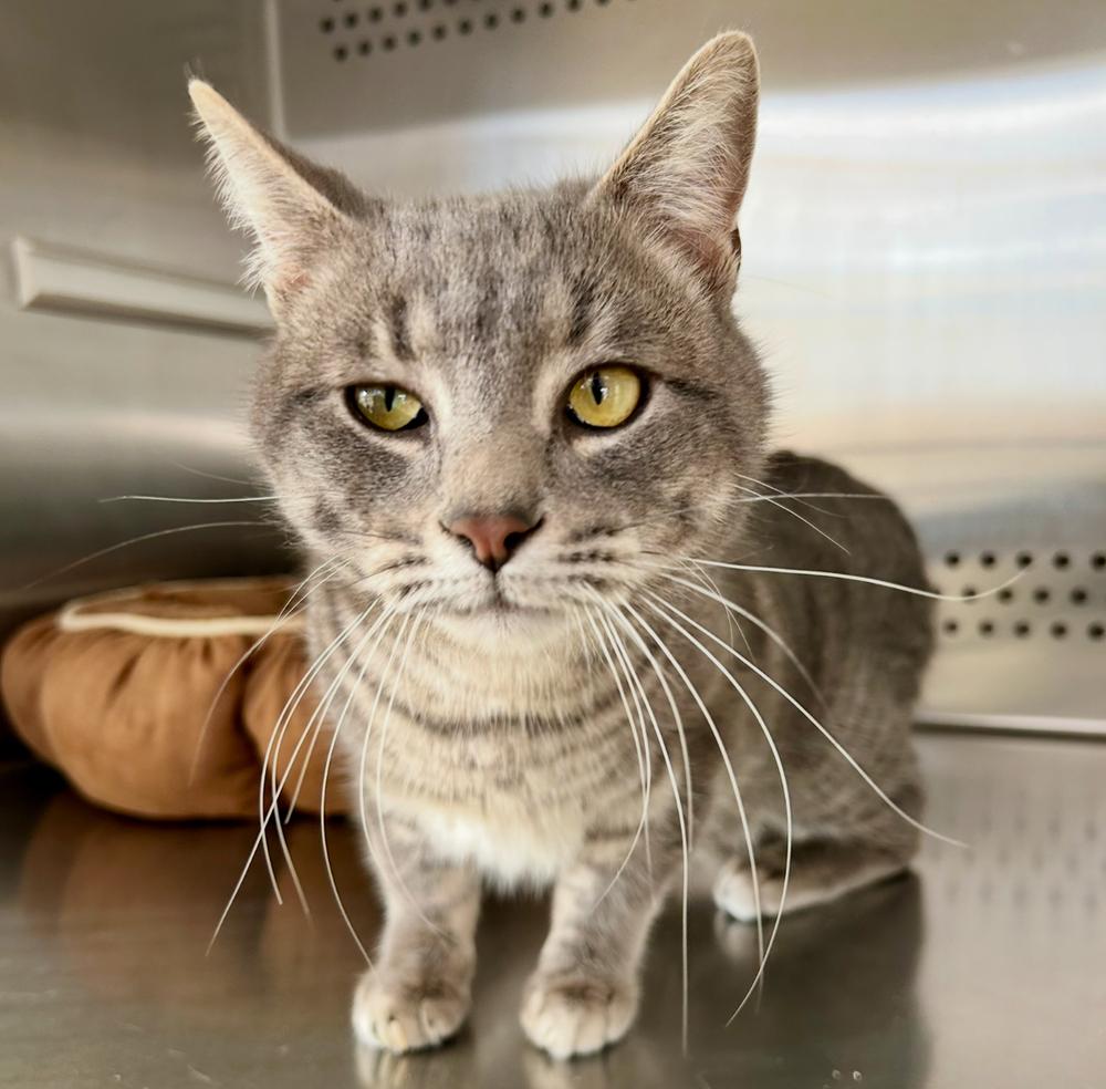 Enlarge Tommy, a Adoptable Tabby in Clovis, NM image 2/4