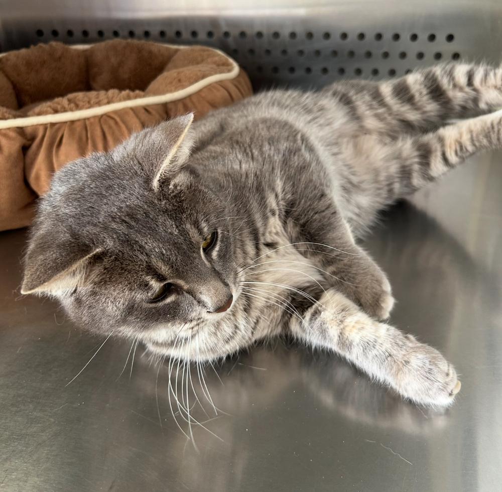 Enlarge Tommy, a Adoptable Tabby in Clovis, NM image 3/4