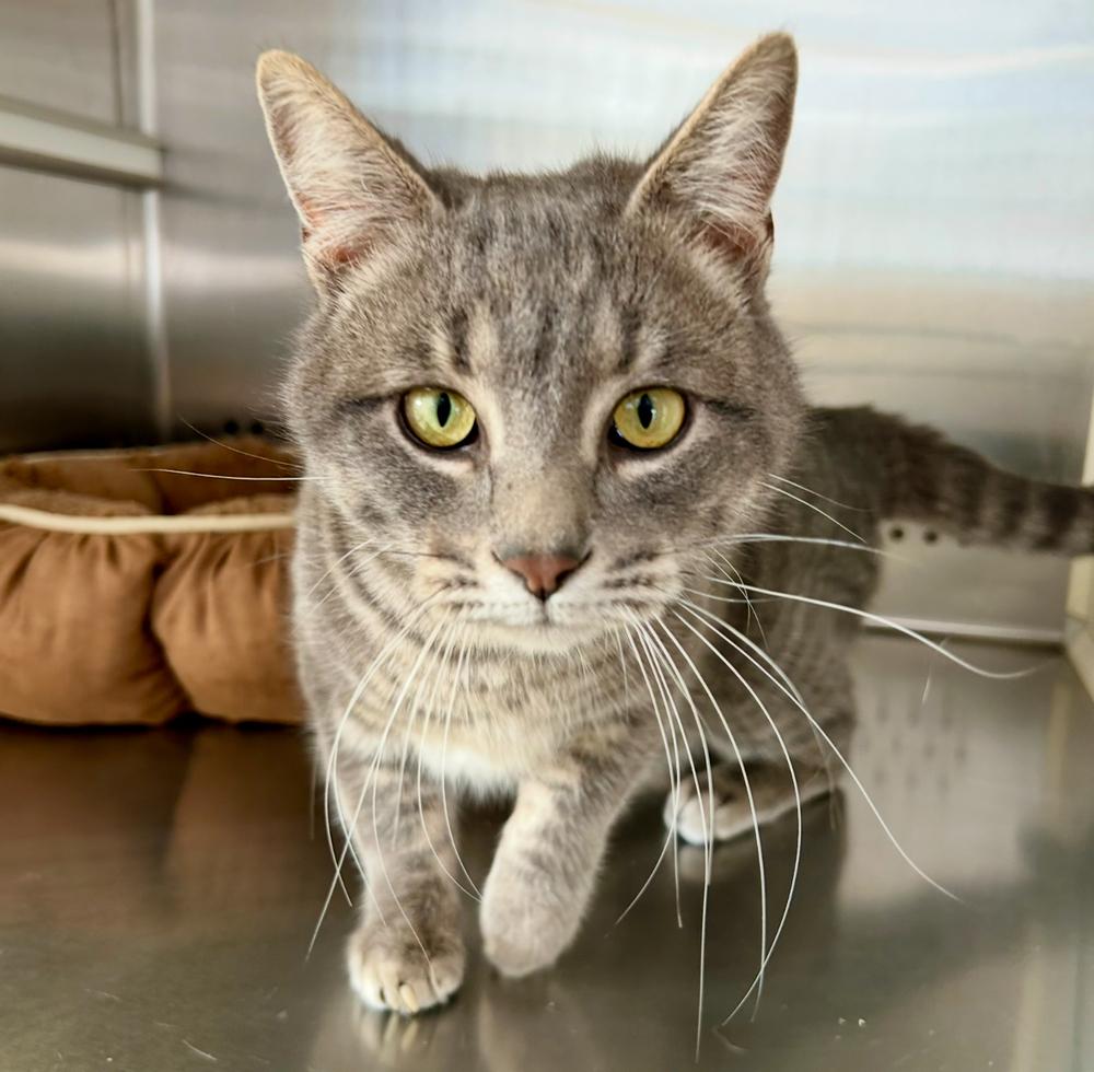 Enlarge Tommy, a Adoptable Tabby in Clovis, NM image 4/4