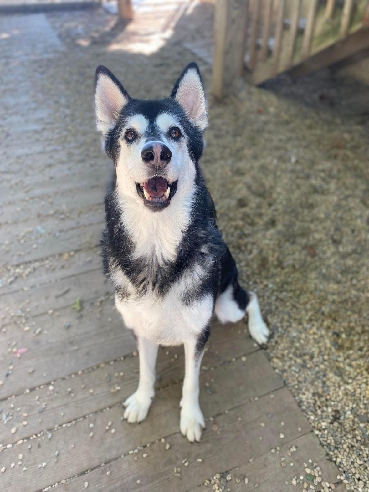 Roxie, a Adoptable mixed breed in Matawan, NJ image 3/3