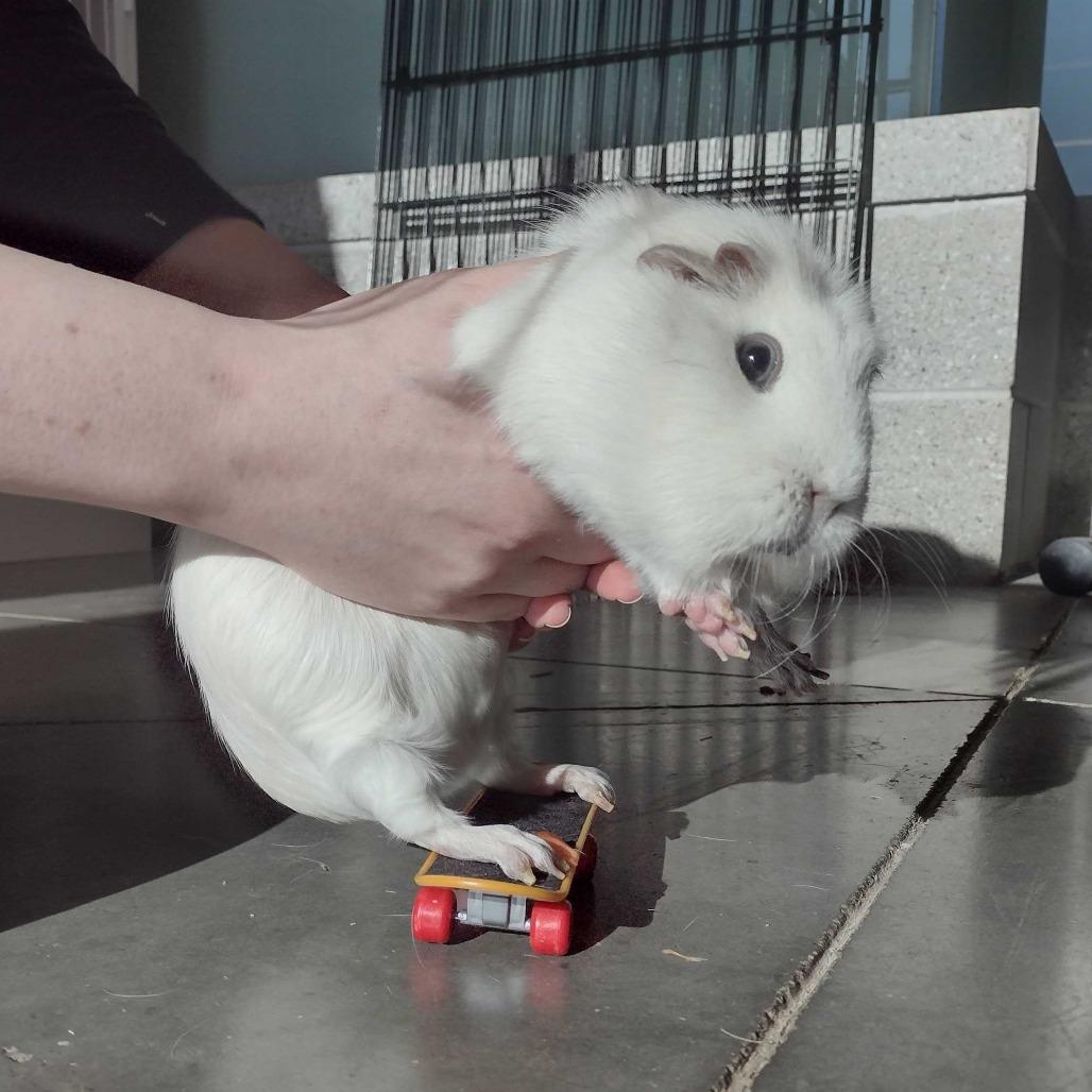 Bubbles, Adoptable, Adult Female Guinea Pig & Guinea Pig.