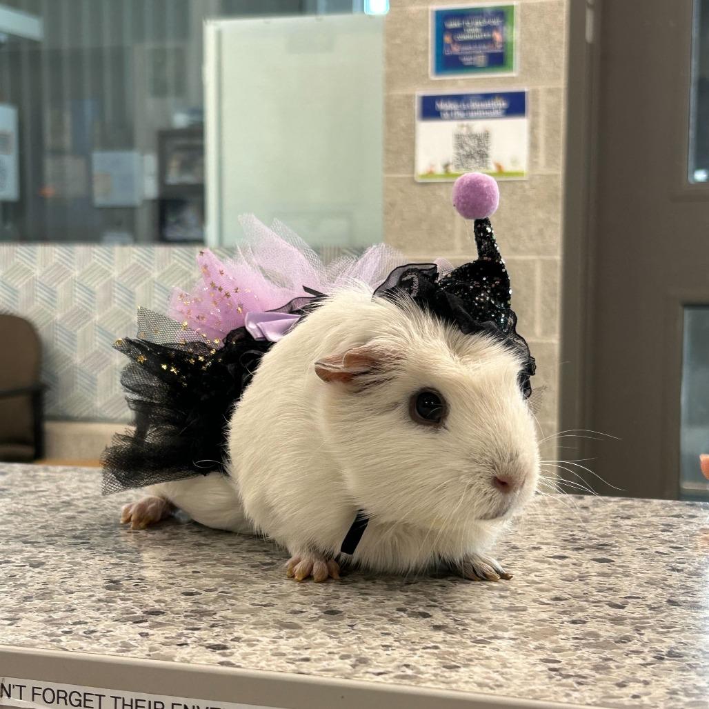 Enlarge Bubbles, a Adoptable mixed breed in Dover, NH image 3/4