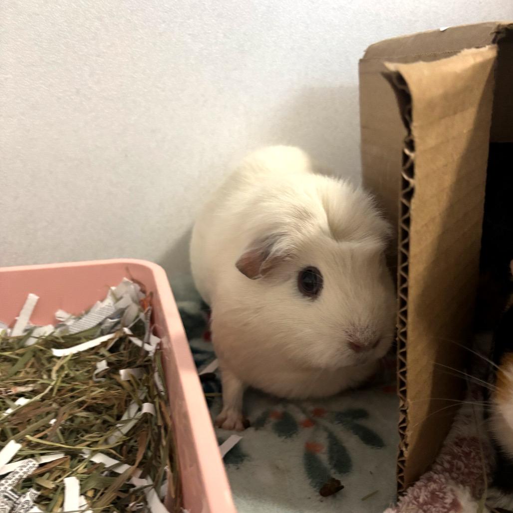 Bubbles, Adoptable, Adult Female Guinea Pig & Guinea Pig.
