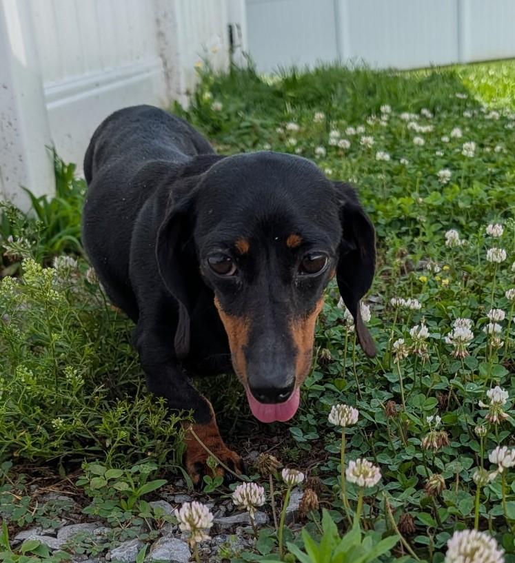 Malorie in FL, a ADOPTABLE Dachshund in Williston, FL image 4/6
