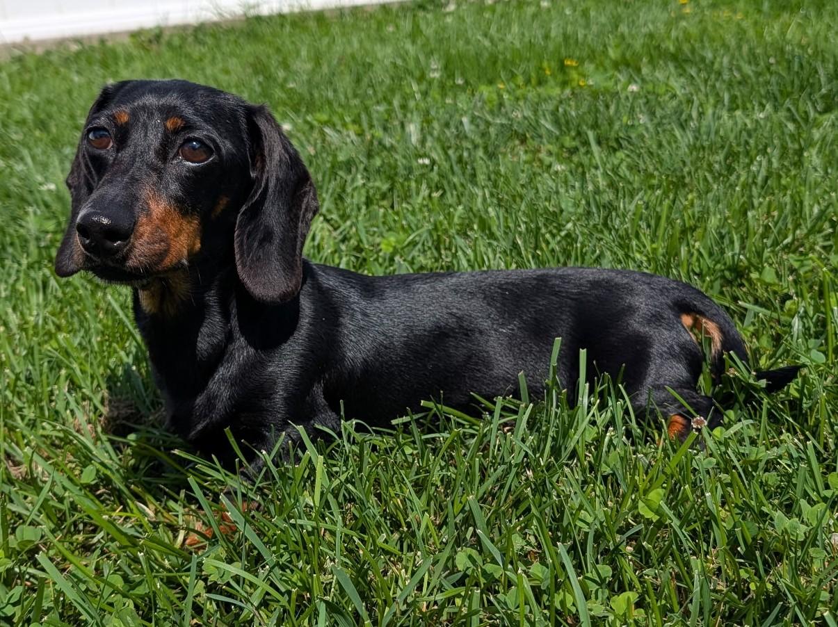 Malorie in FL, a ADOPTABLE Dachshund in Williston, FL image 2/6