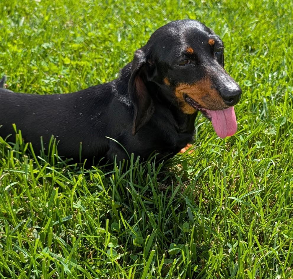 Malorie in FL, a ADOPTABLE Dachshund in Williston, FL image 3/6