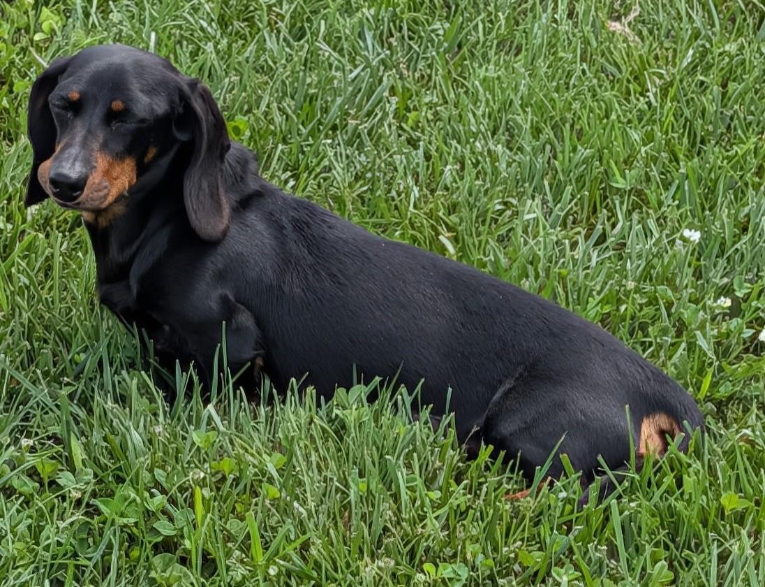 Malorie in FL, a ADOPTABLE Dachshund in Williston, FL image 6/6