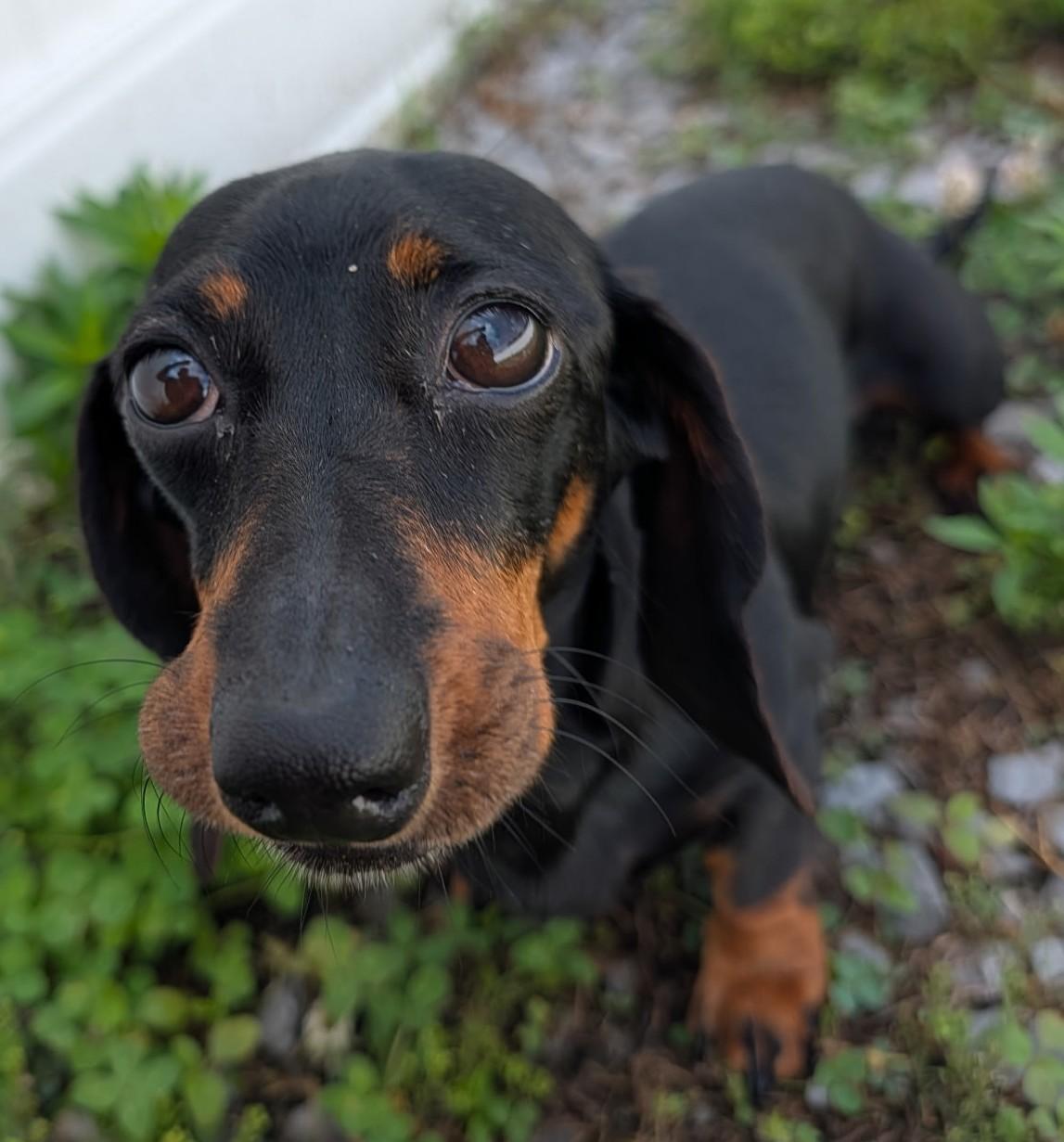 Malorie in FL, ADOPTABLE, Adult Female Dachshund.