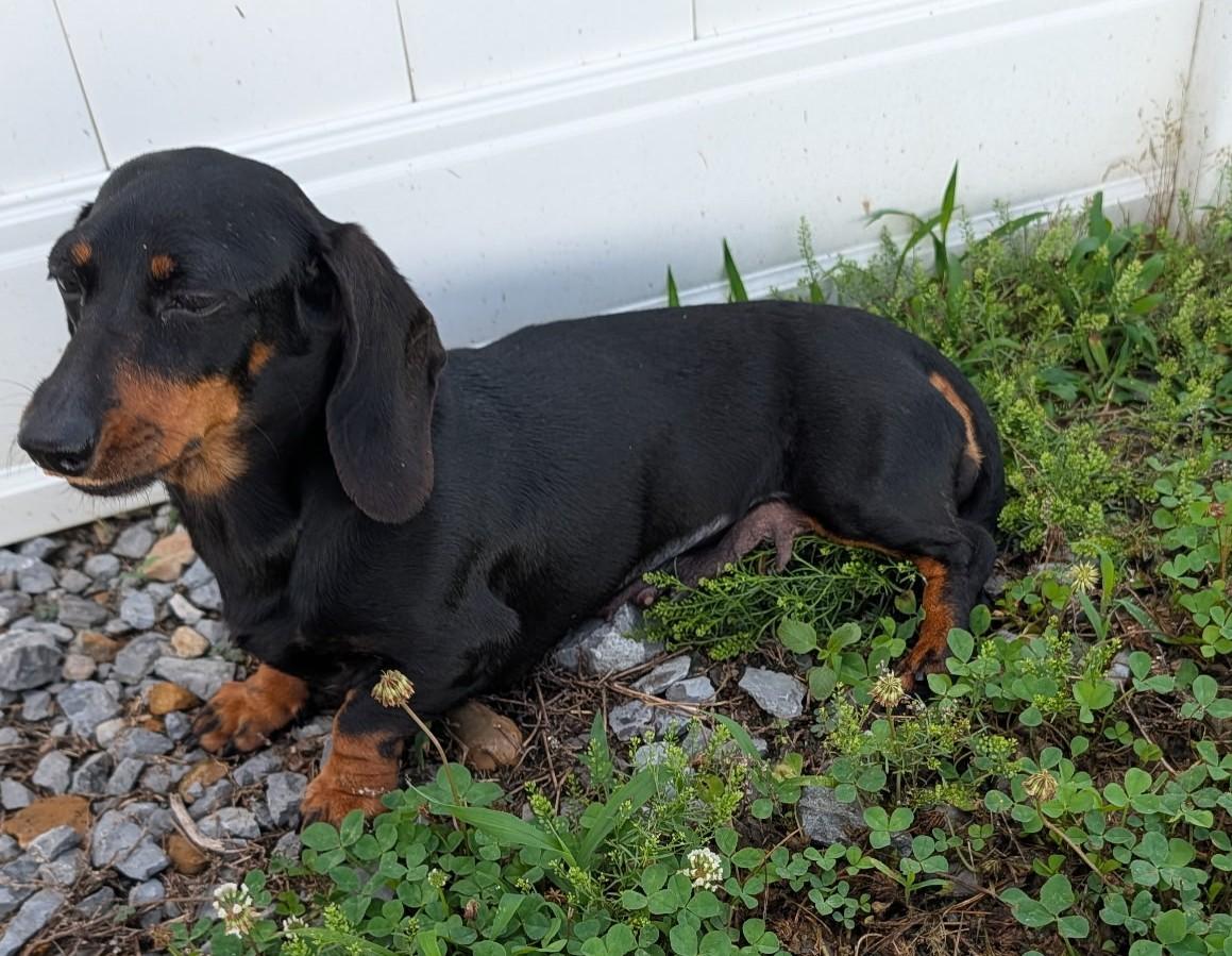 Malorie in FL, a ADOPTABLE Dachshund in Williston, FL image 5/6