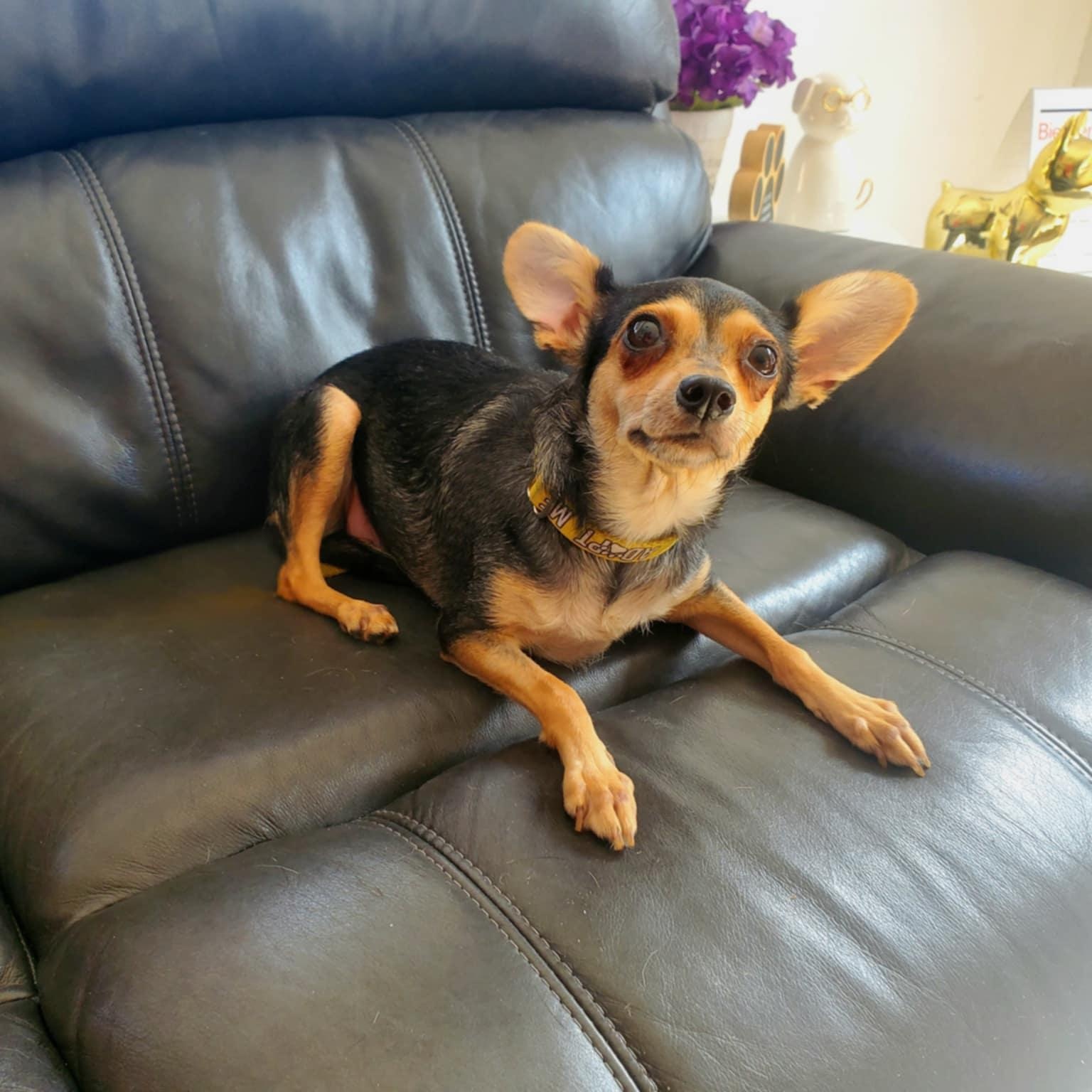 Pixie, ADOPTABLE, Young Female Rat Terrier & Chihuahua.