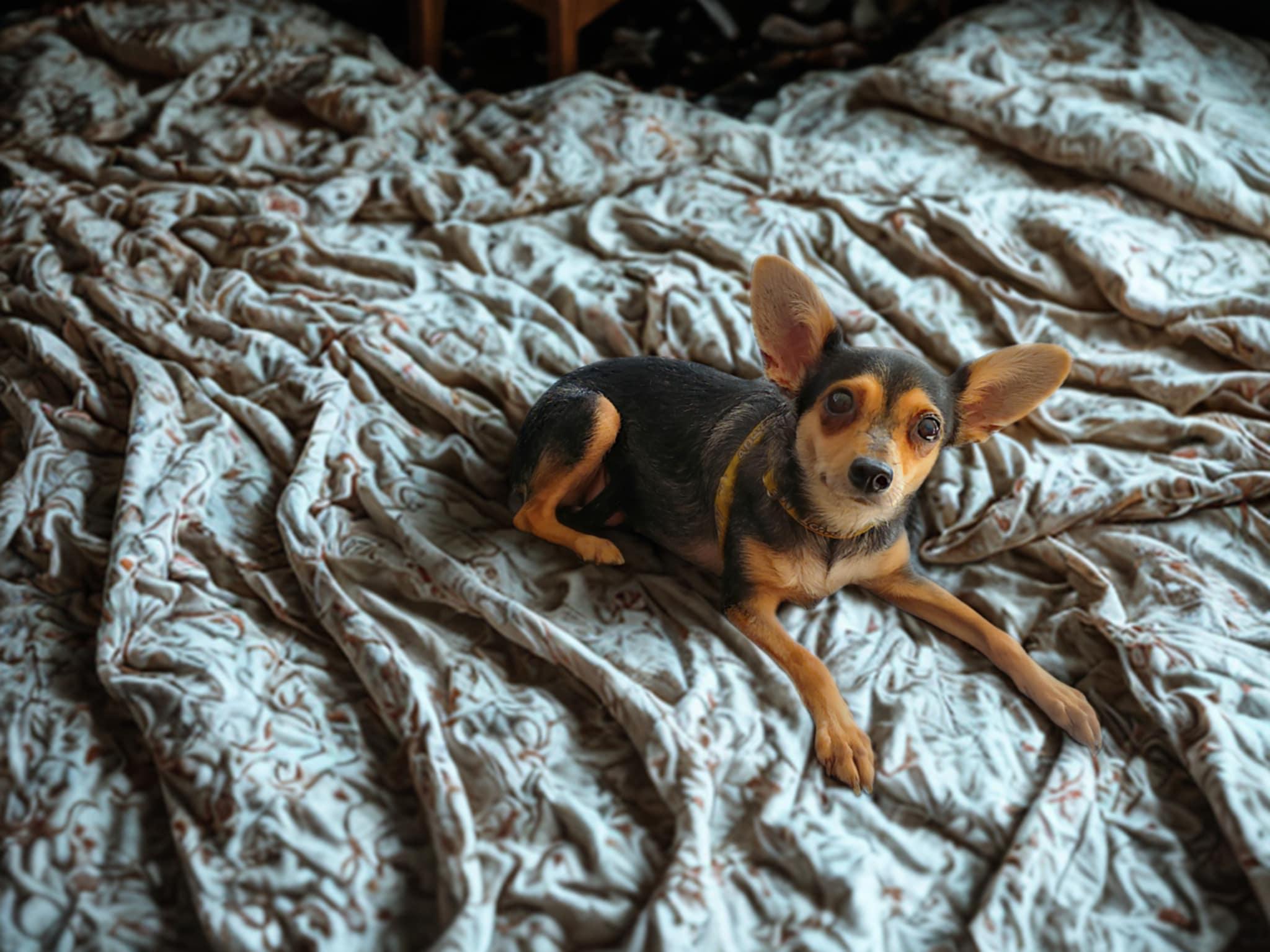 Pixie, a ADOPTABLE mixed breed in Encinitas, CA image 5/6