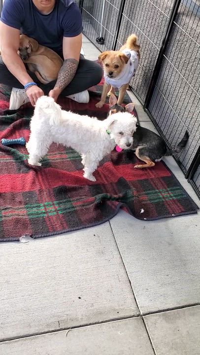 Enlarge Pixie, a ADOPTABLE mixed breed in Encinitas, CA video 4/6