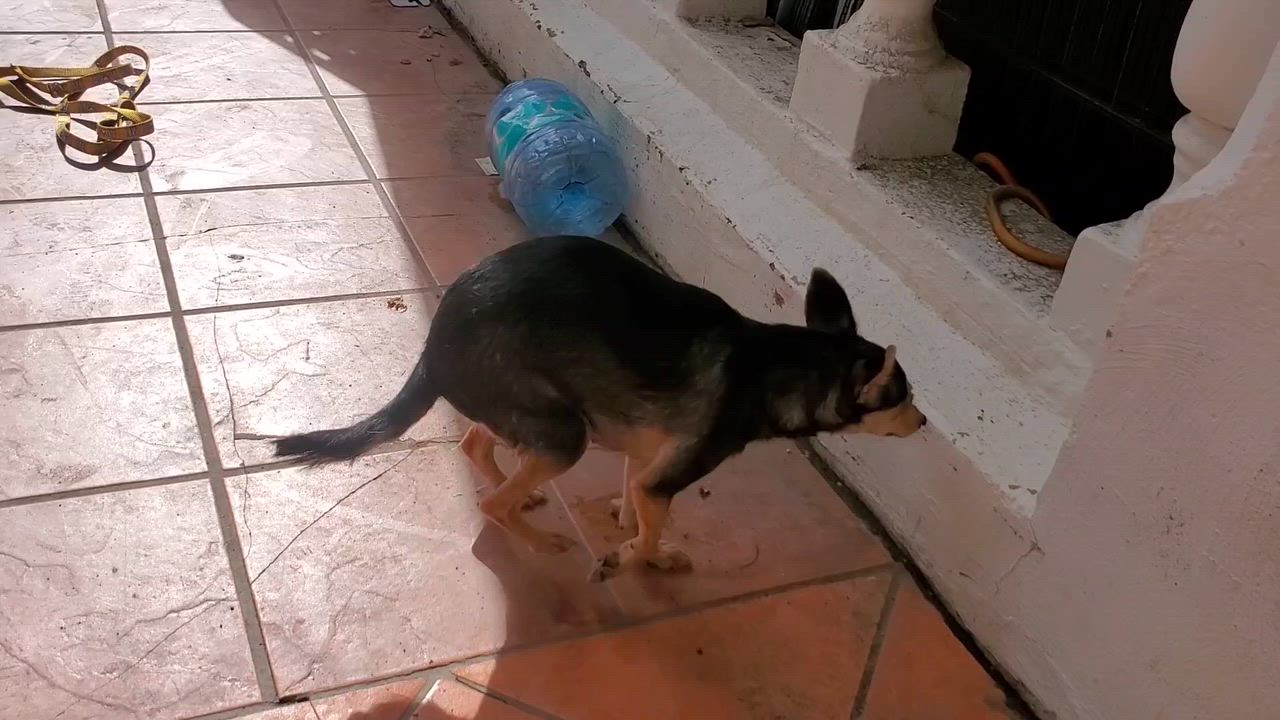 Enlarge Pixie, a ADOPTABLE mixed breed in Encinitas, CA video 6/6