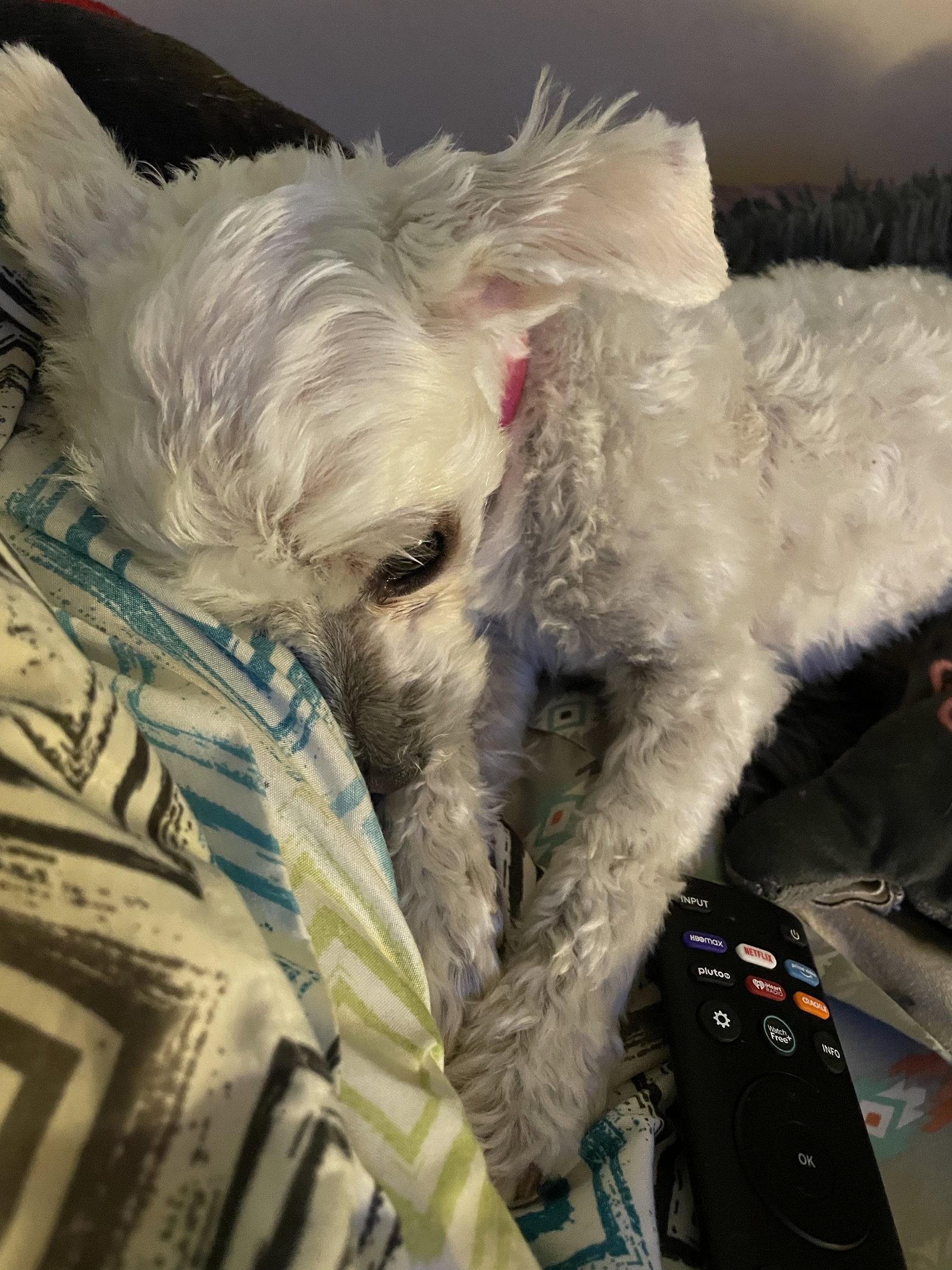 Pebbles, Adopted, Adult Female Maltese.