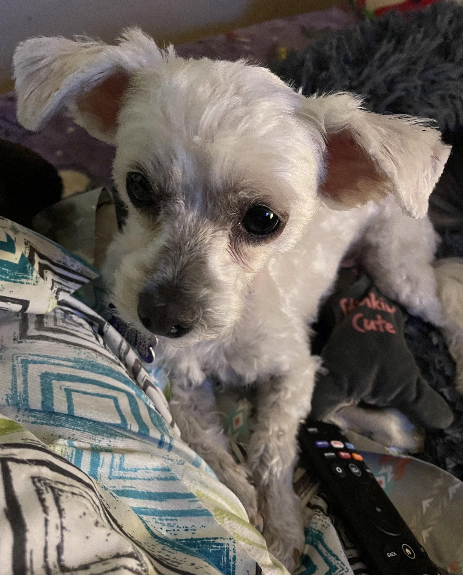 Enlarge Pebbles, a Adopted Maltese in St. Louis, MO image 2/2