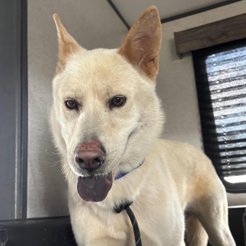 Enlarge Nellie, a Adoptable mixed breed in Stagecoach, NV image 1/3