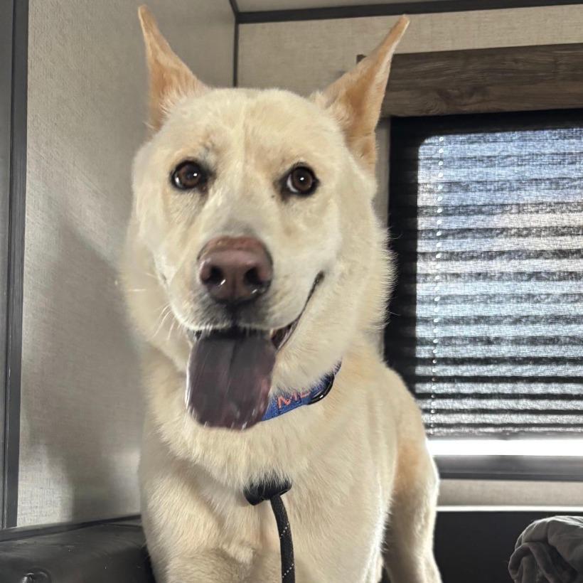 Enlarge Nellie, a Adoptable mixed breed in Stagecoach, NV image 2/3