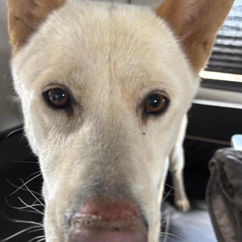 Enlarge Nellie, a Adoptable mixed breed in Stagecoach, NV image 3/3