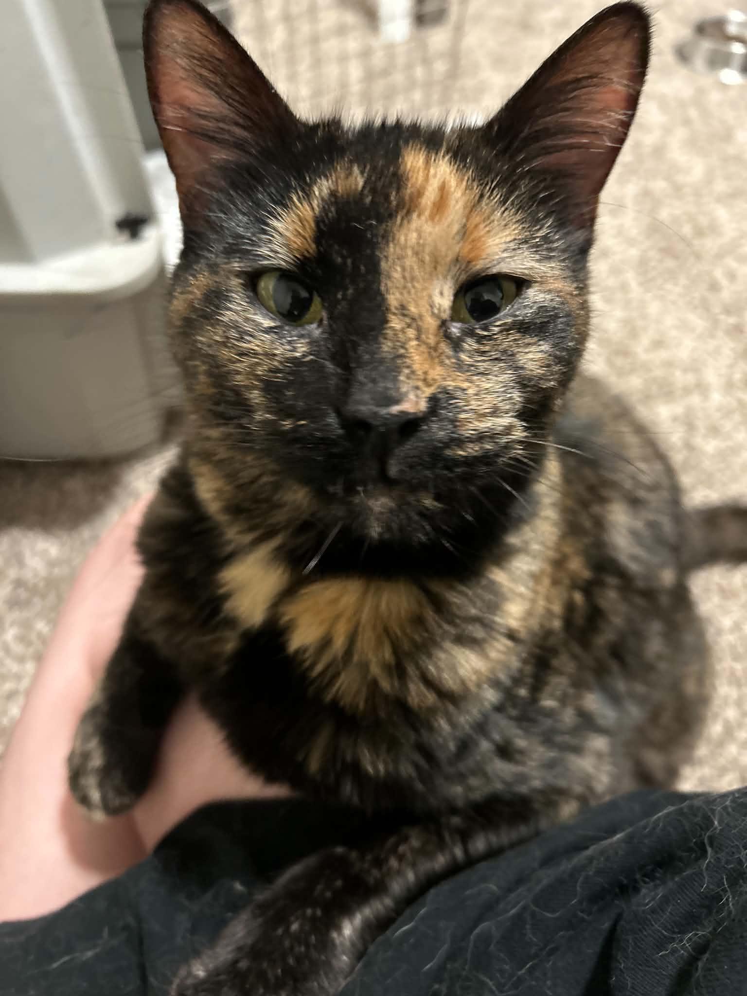 Enlarge Nora, a Adoptable Domestic Short Hair in Kansas City, MO image 1/1