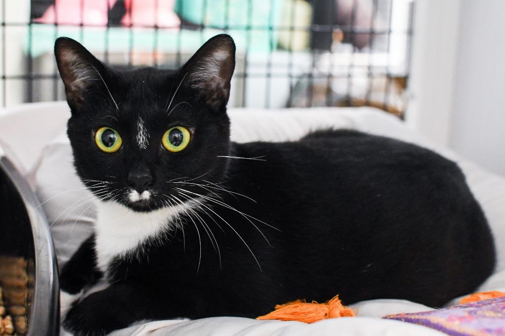 Darby Rose, Adoptable, Young Female Domestic Short Hair.