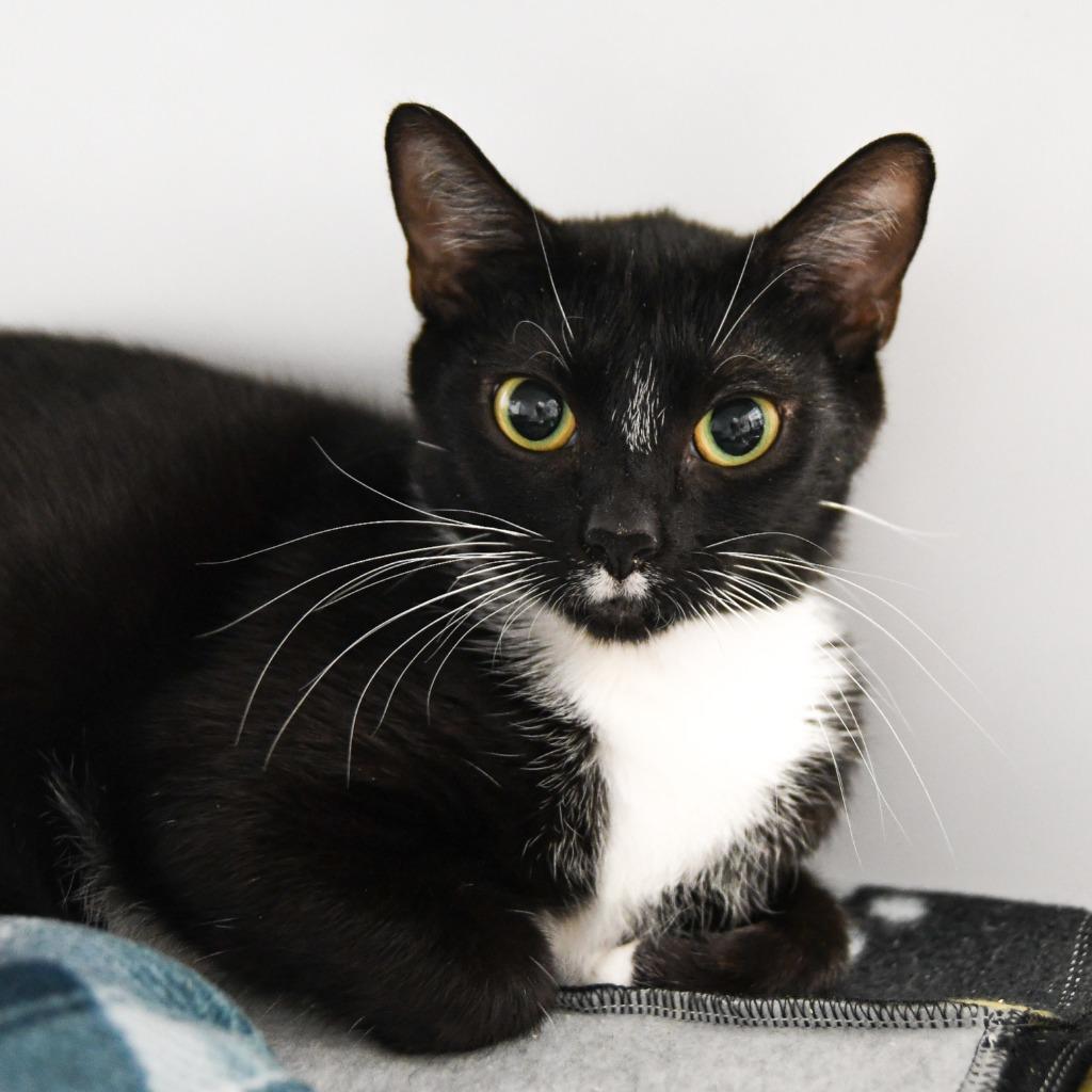 Enlarge Darby Rose, a Adoptable mixed breed in Ewing, NJ image 1/6