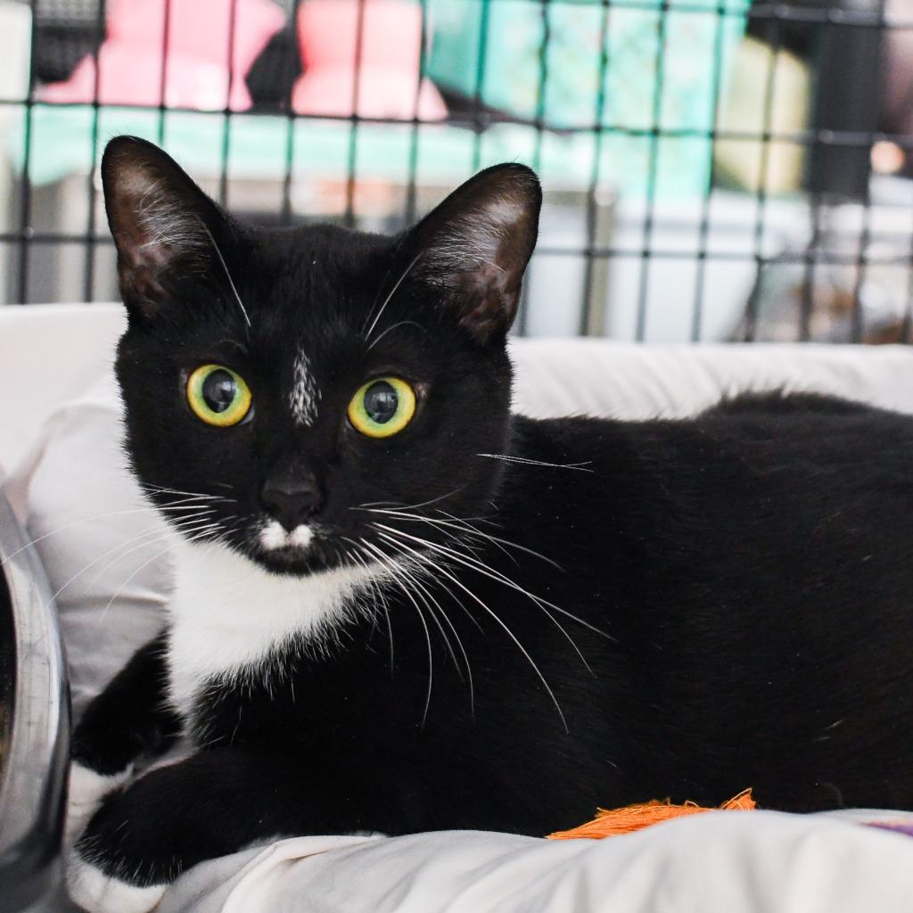 Enlarge Darby Rose, a Adoptable mixed breed in Ewing, NJ image 2/6