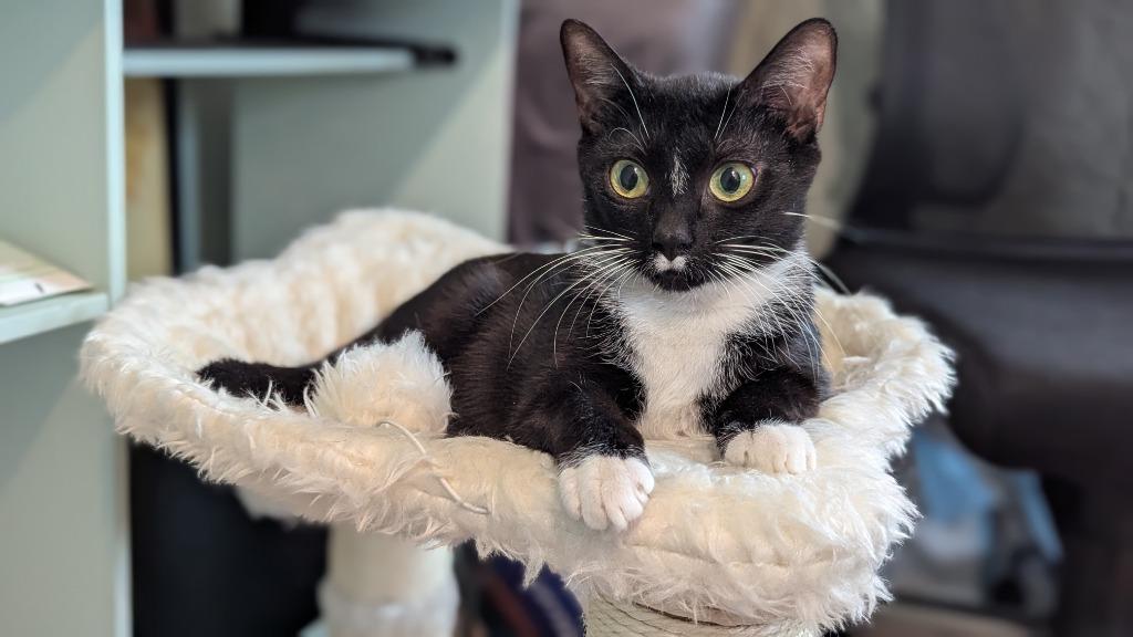 Enlarge Darby Rose, a Adoptable mixed breed in Ewing, NJ image 3/6