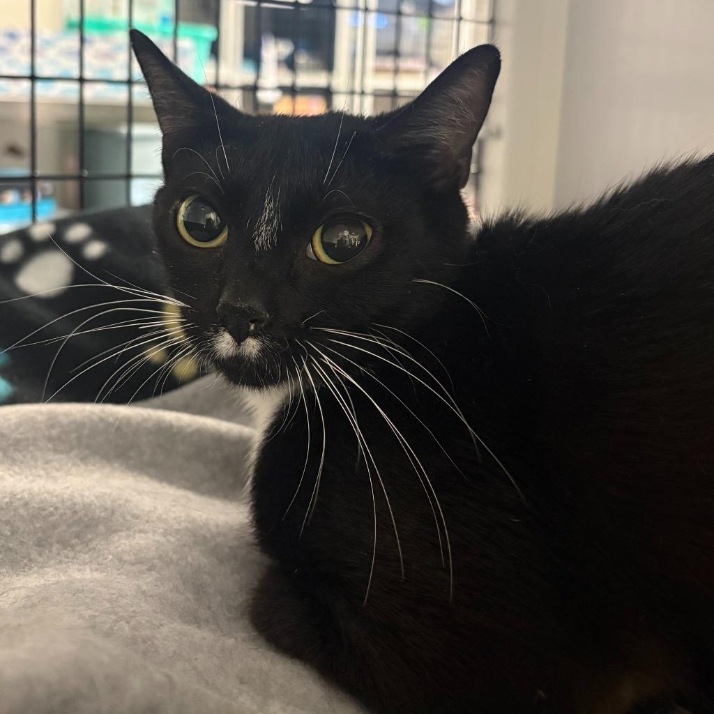 Enlarge Darby Rose, a Adoptable mixed breed in Ewing, NJ image 4/6