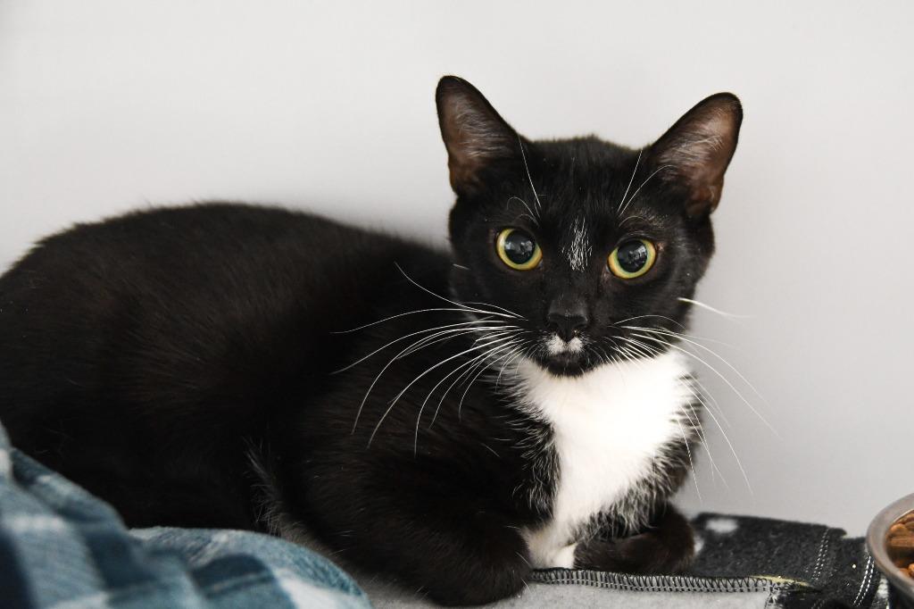 Enlarge Darby Rose, a Adoptable mixed breed in Ewing, NJ image 5/6