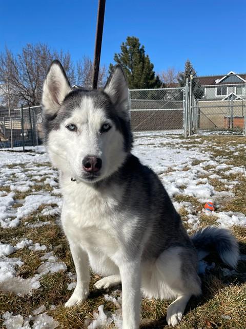Enlarge PHOEBIE, a Adoptable Siberian Husky in Ogden, UT image 1/1