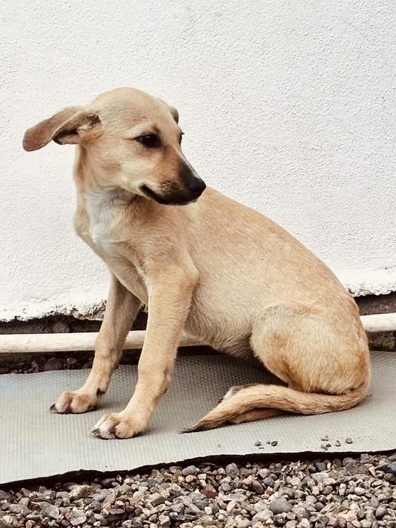 Noelle — thumbnail 3