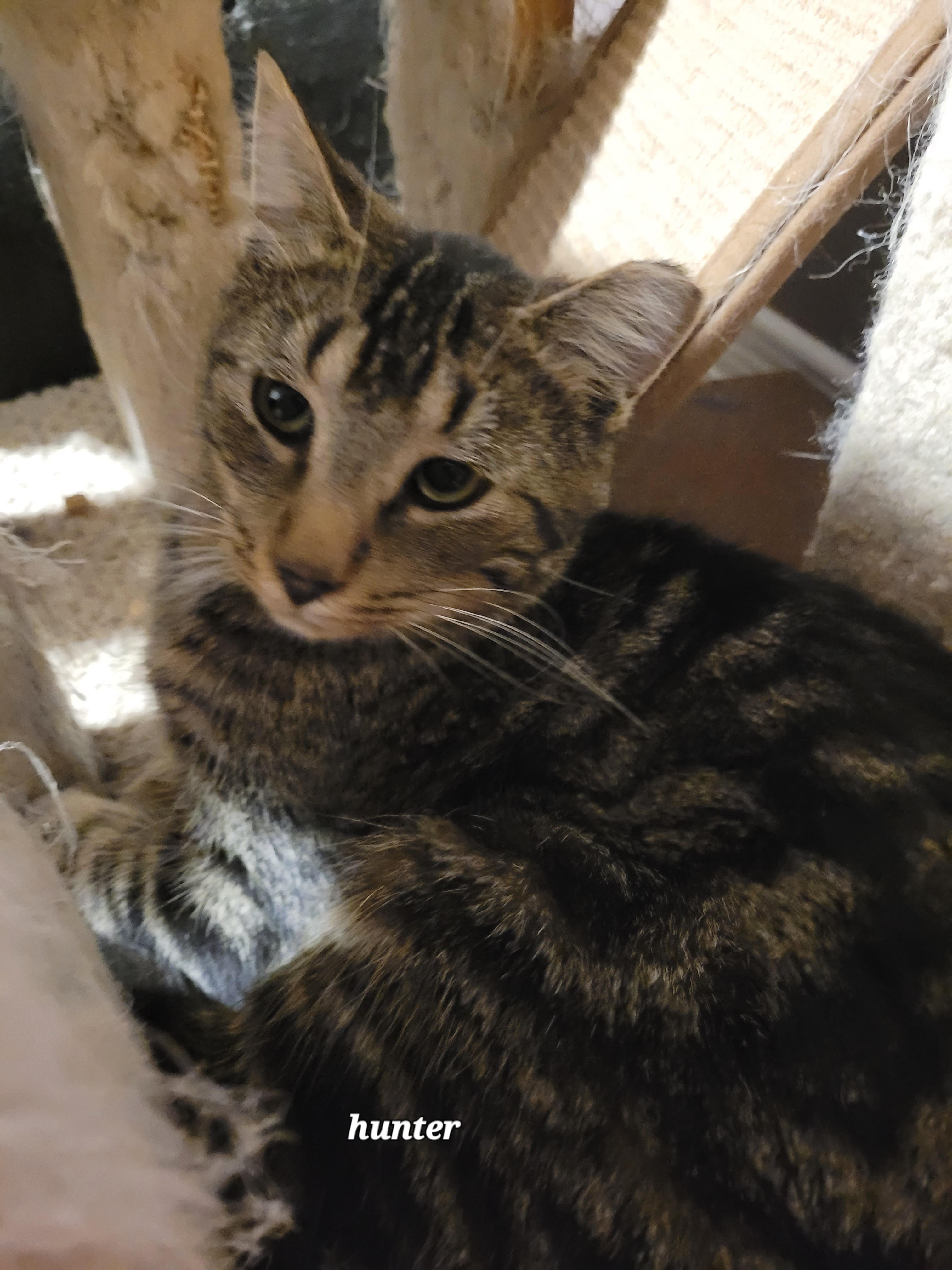 Enlarge Hunter (m) 1 to 2yrs Brown Marble tabby 1yrs old, a Adoptable Domestic Short Hair in Ottawa, ON image 4/6