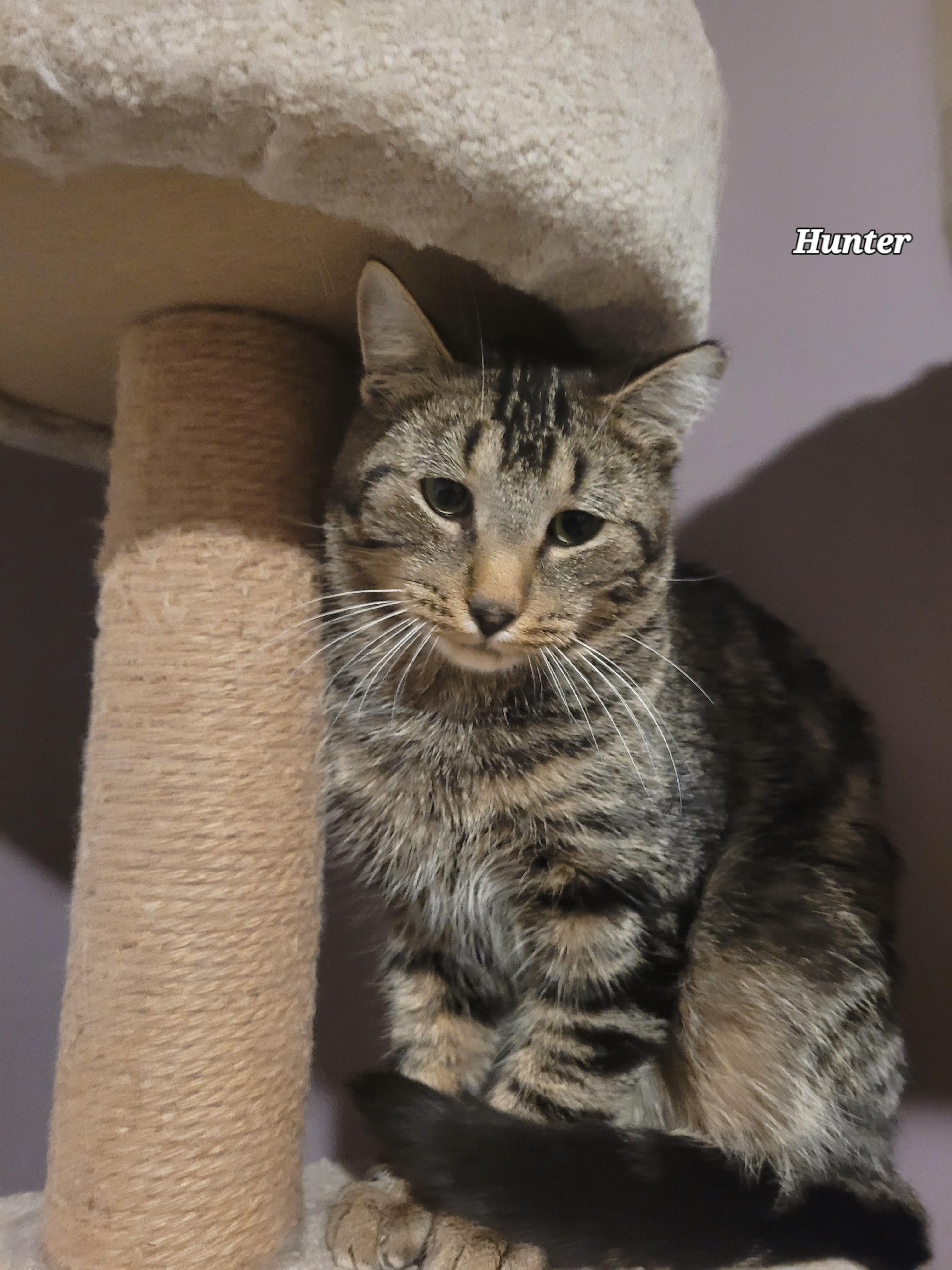 Hunter (m) 2yrs Brown Marble tabby 1yrs old