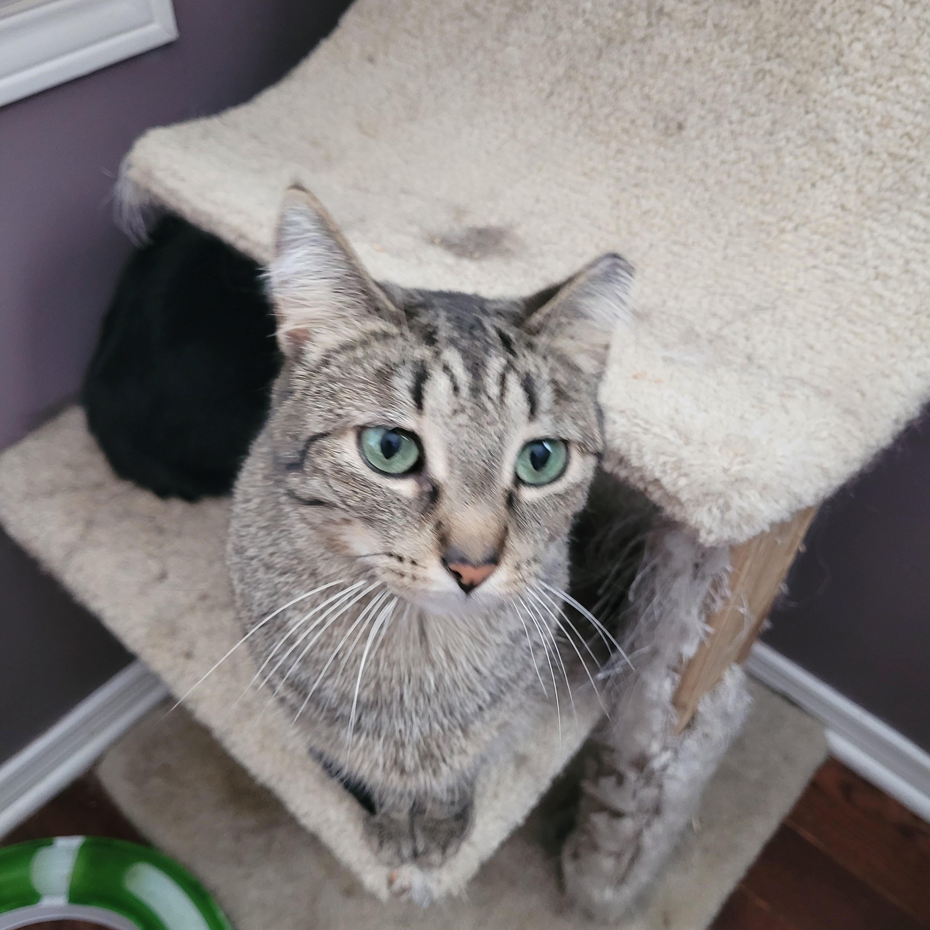 Hunter (m) & Spring (f) 2yrs siblings Brown Marble tabby, a Adoptable Domestic Short Hair in Ottawa, ON image 6/6