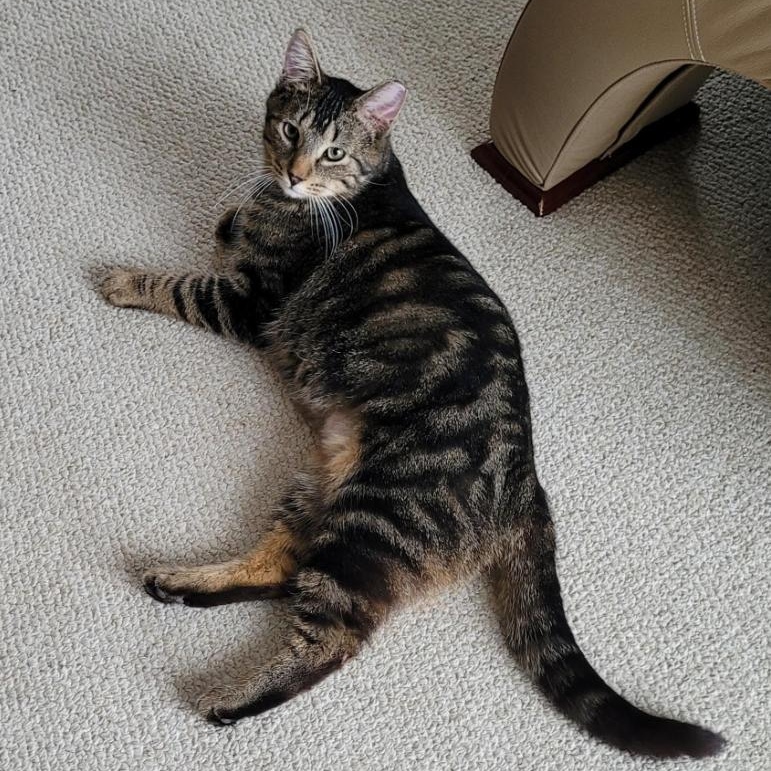 Enlarge Hunter (m) & Spring (f) 2yrs siblings   Brown Marble tabby, a Adoptable Domestic Short Hair in Ottawa, ON image 5/6