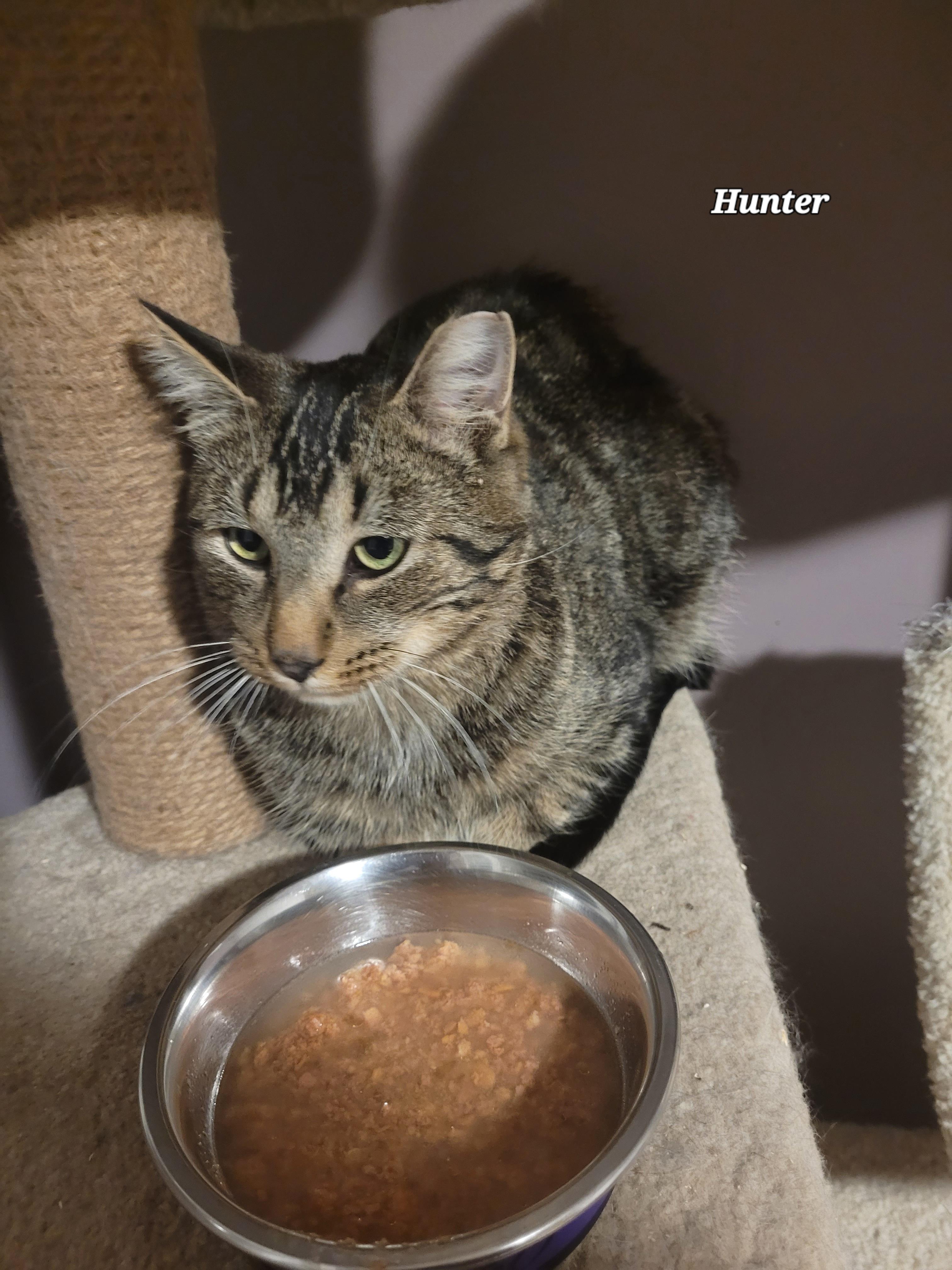Hunter (m) 2yrs Brown Marble tabby 1yrs old
