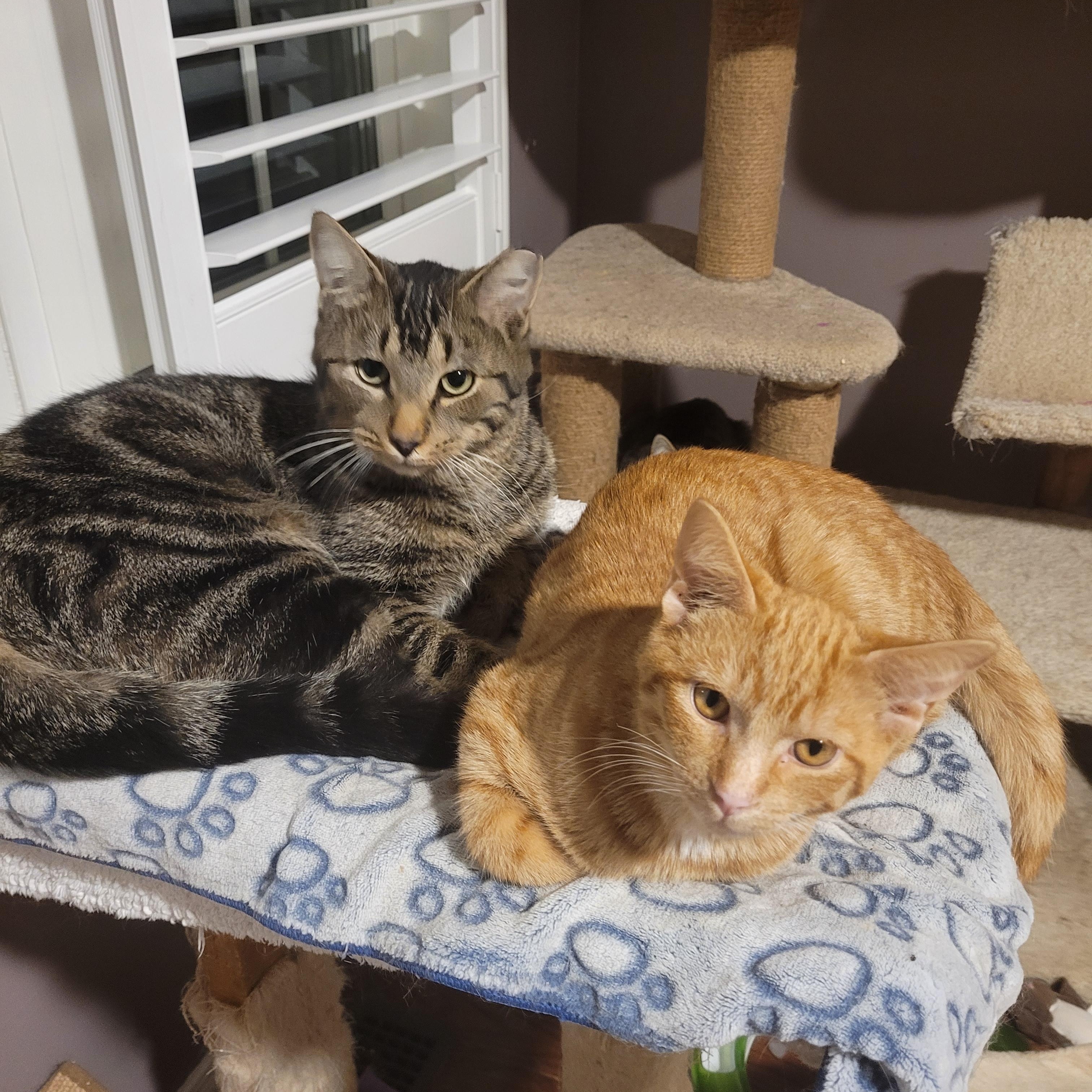 Enlarge Hunter (m) 1 to 2yrs Brown Marble tabby 1yrs old, a Adoptable Domestic Short Hair in Ottawa, ON image 1/6