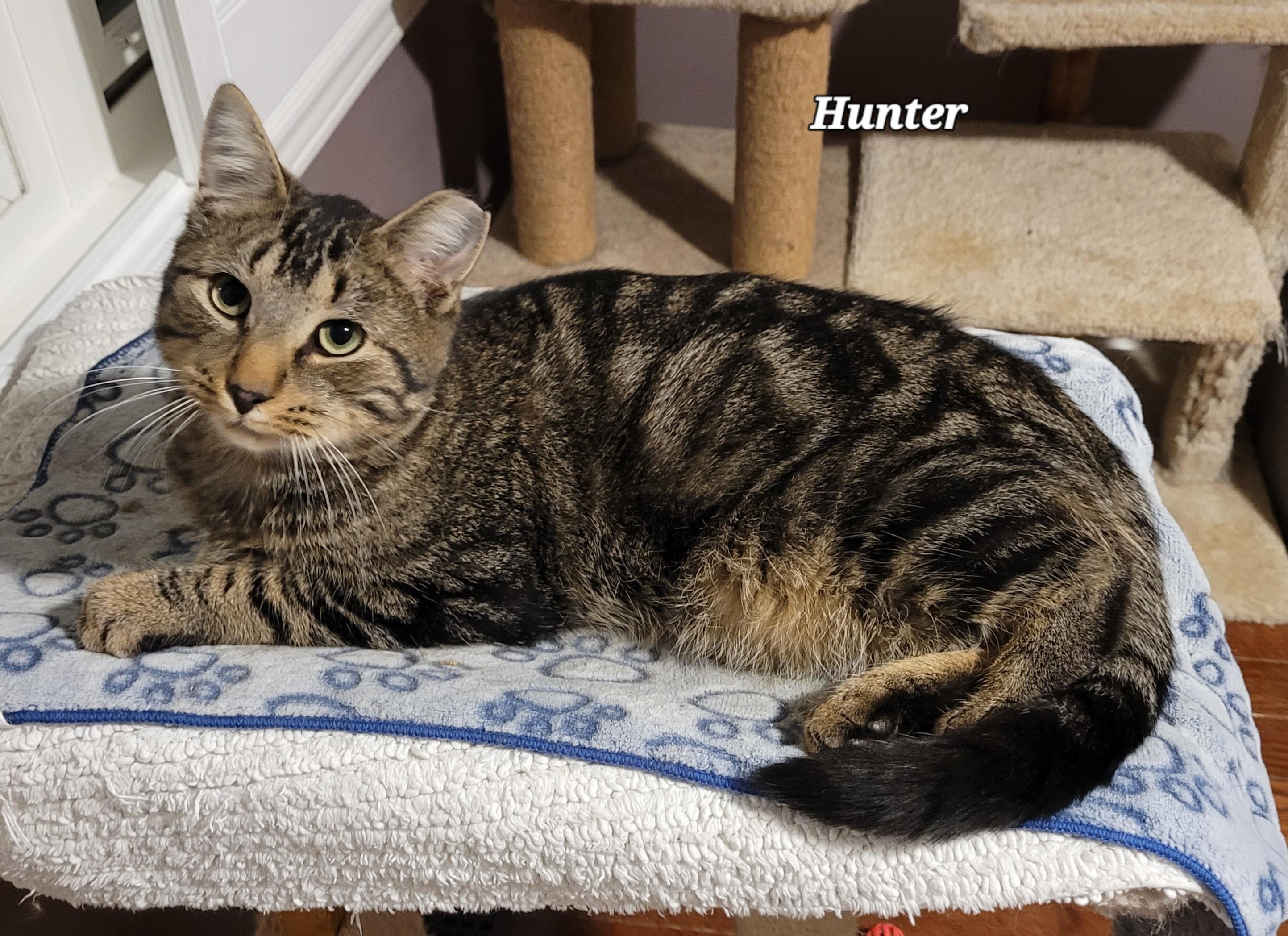 Enlarge Hunter (m) 1 to 2yrs Brown Marble tabby 1yrs old, a Adoptable Domestic Short Hair in Ottawa, ON image 2/6