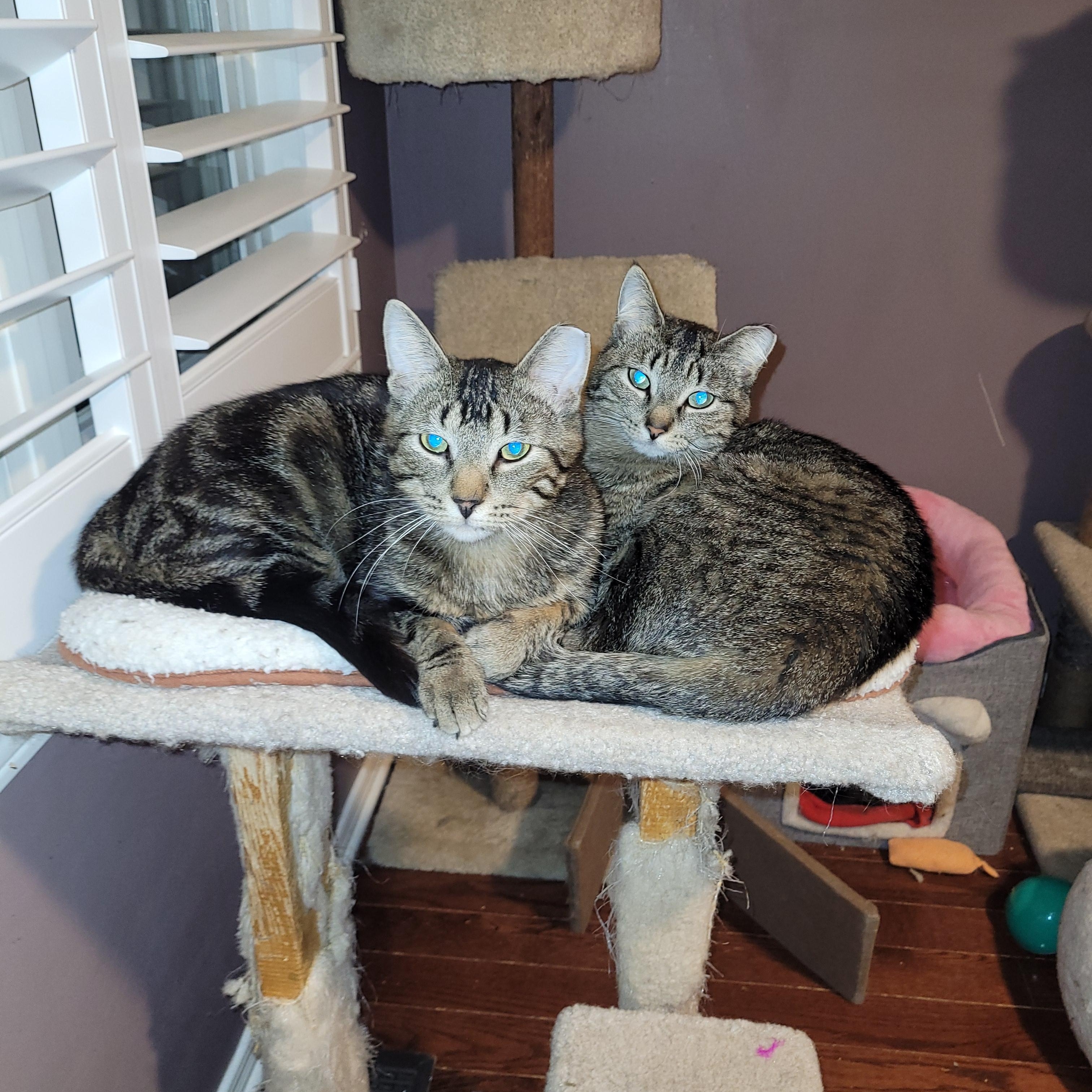 Enlarge Hunter (m) & Spring (f) 2yrs siblings   Brown Marble tabby, a Adoptable Domestic Short Hair in Ottawa, ON image 4/6
