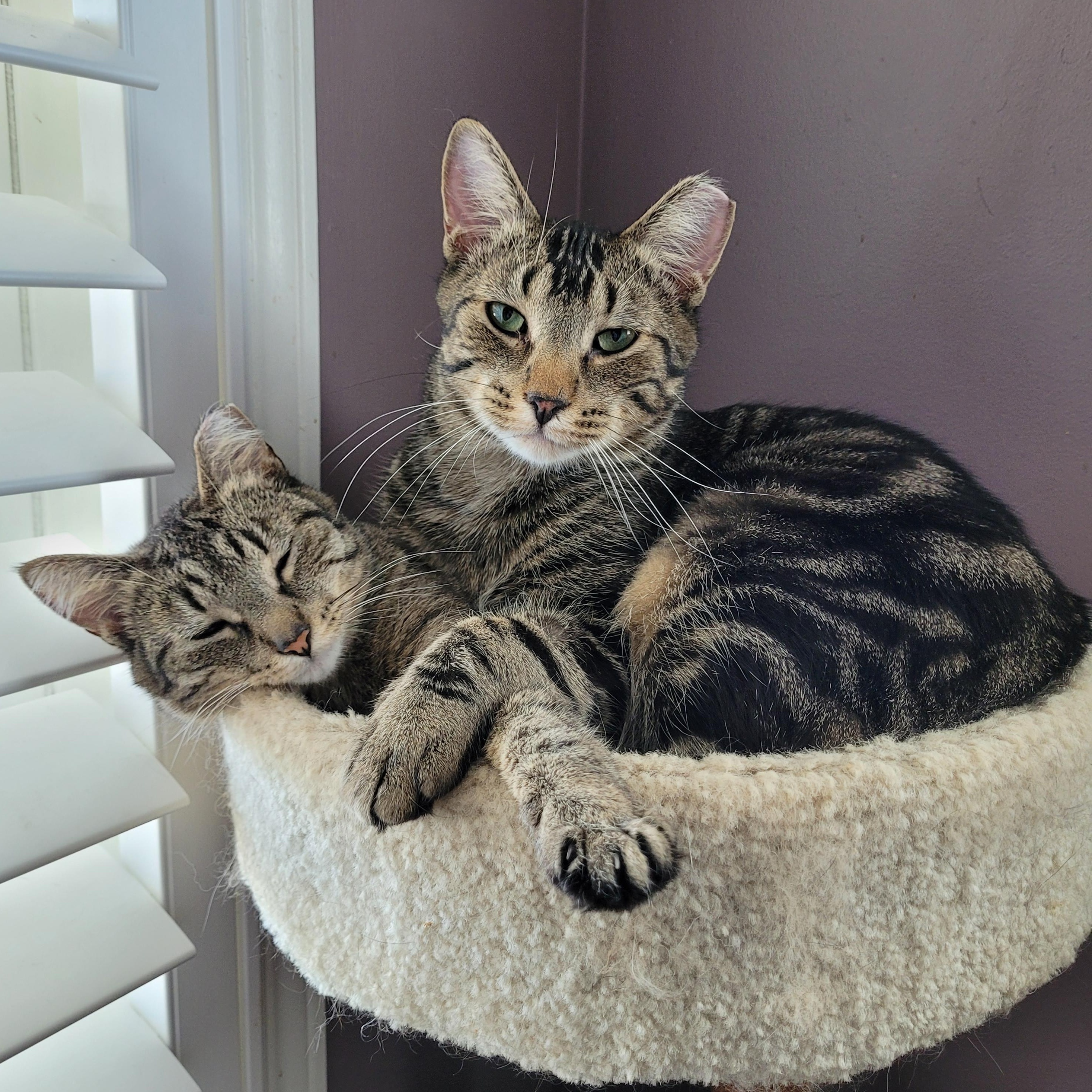 Hunter (m) & Spring (f) 2yrs siblings Brown Marble tabby, Adoptable, Adult Male Domestic Short Hair.