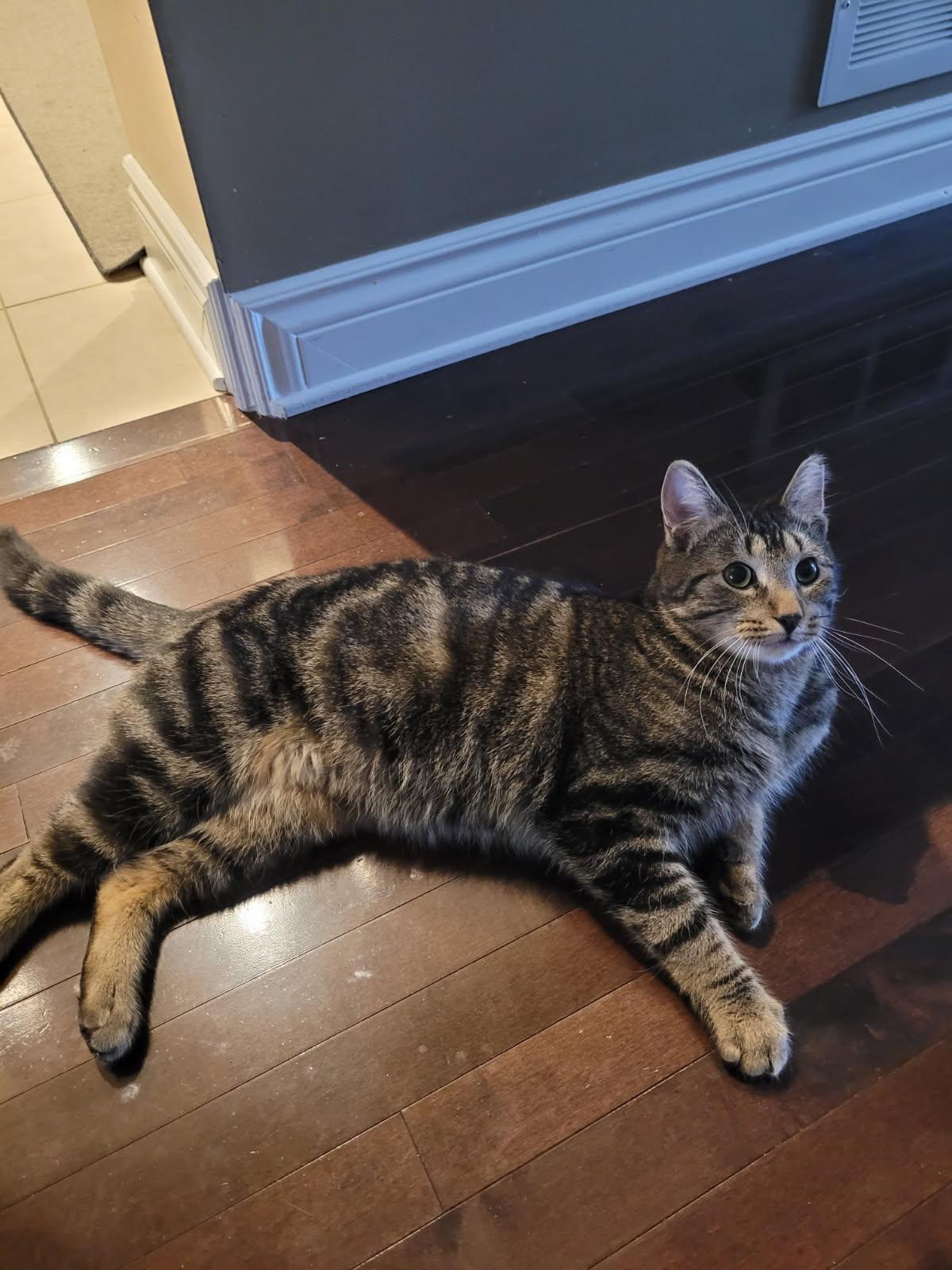 Hunter (m)  2yrs Brown Marble tabby 1yrs old, Adoptable, Adult Male Domestic Short Hair.