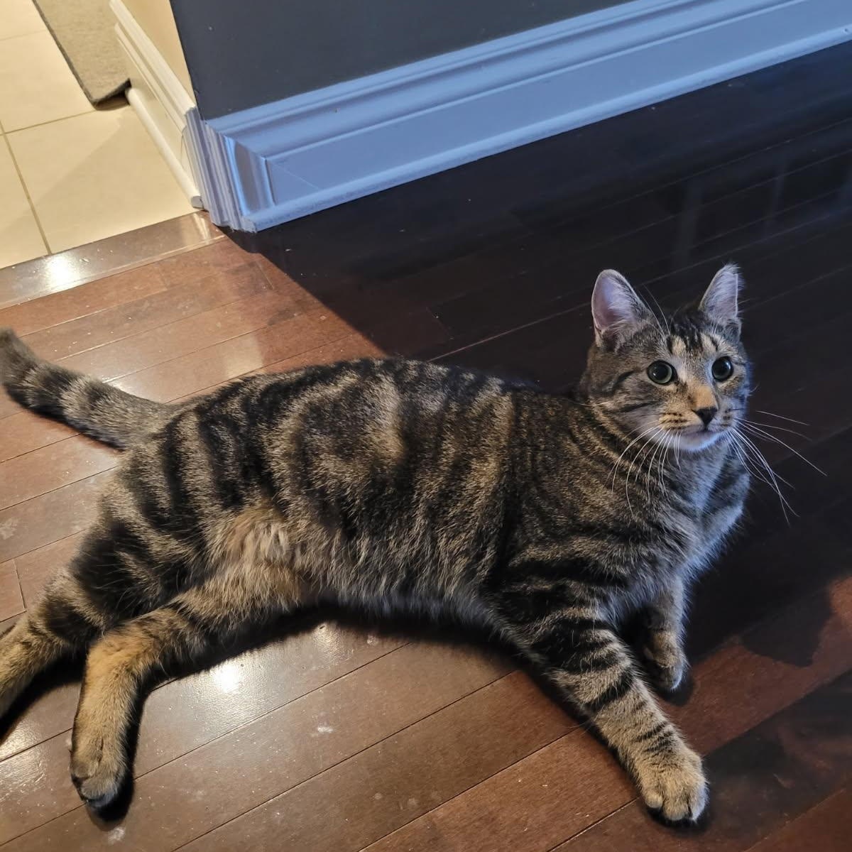 Enlarge Hunter (m) & Spring (f) 2yrs siblings   Brown Marble tabby, a Adoptable Domestic Short Hair in Ottawa, ON image 2/6