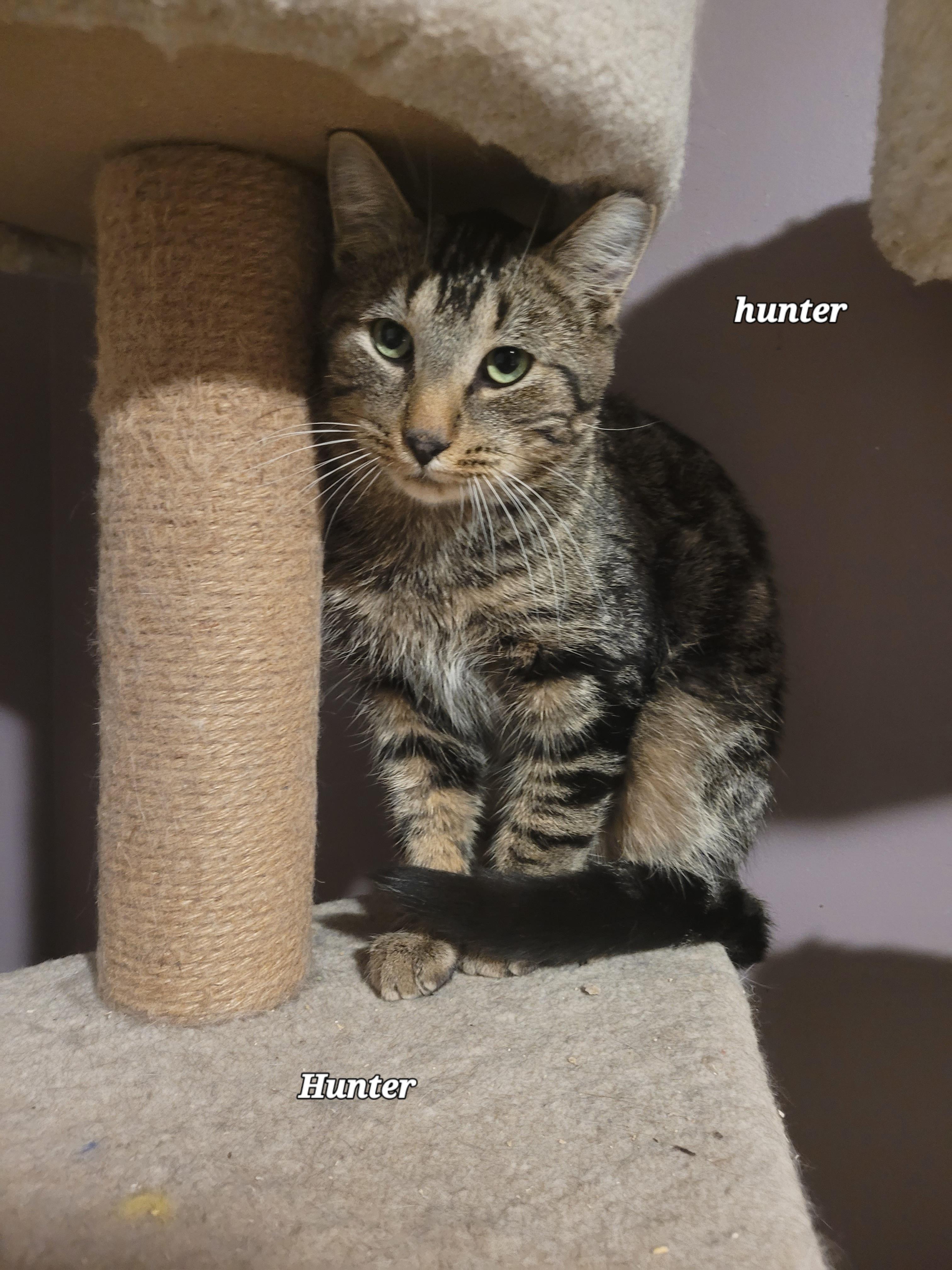 Hunter (m) 2yrs Brown Marble tabby 1yrs old