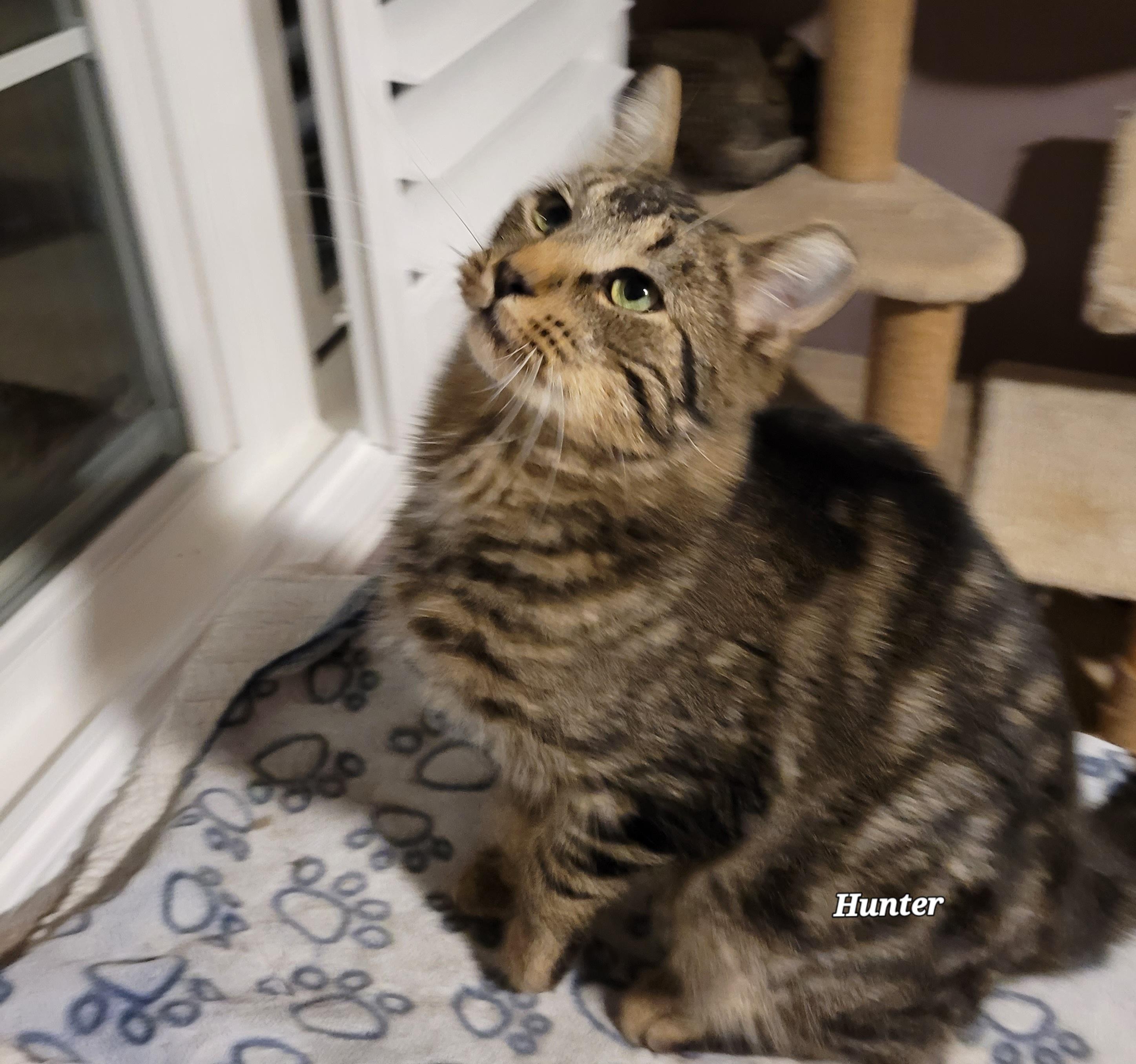 Hunter (m) 1 to 2yrs Brown Marble tabby 1yrs old