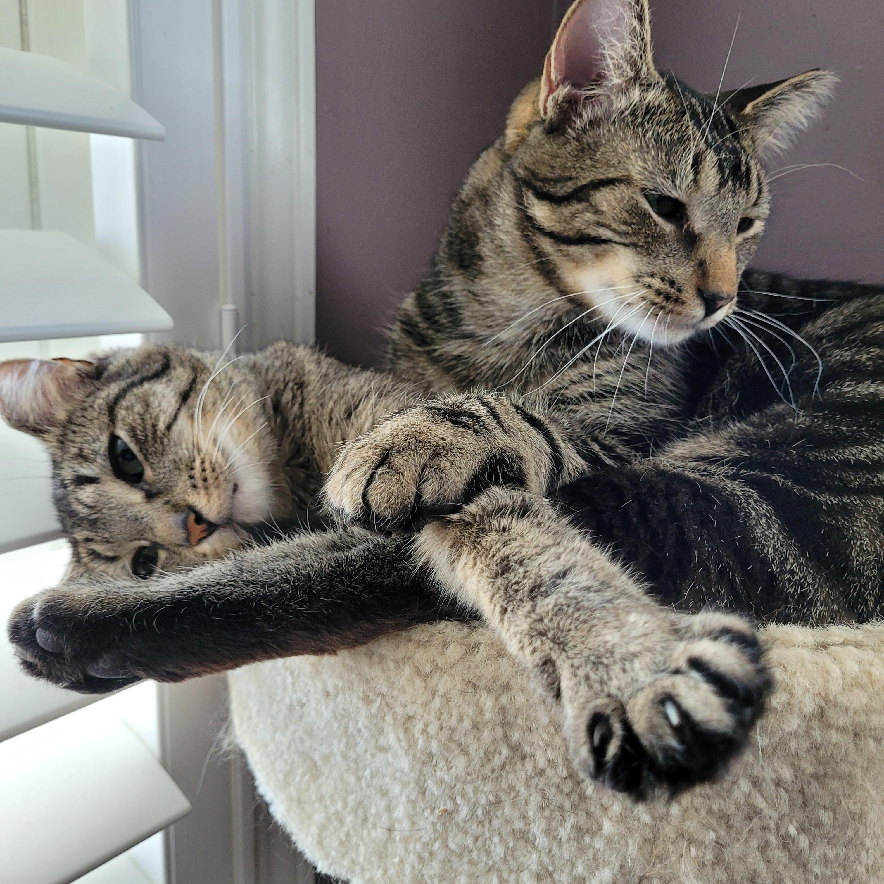 Hunter (m) & Spring (f) 2yrs siblings Brown Marble tabby, a Adoptable Domestic Short Hair in Ottawa, ON image 5/6