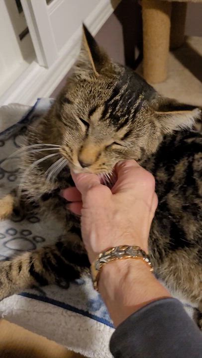 Enlarge Hunter (m) 1 to 2yrs Brown Marble tabby 1yrs old, a Adoptable Domestic Short Hair in Ottawa, ON video 6/6