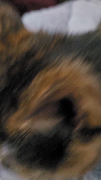 Enlarge Hunter (m)  2yrs and Spring (f) 2yrs  Brown Marble tabby, a Adoptable Domestic Short Hair in Ottawa, ON video 6/6